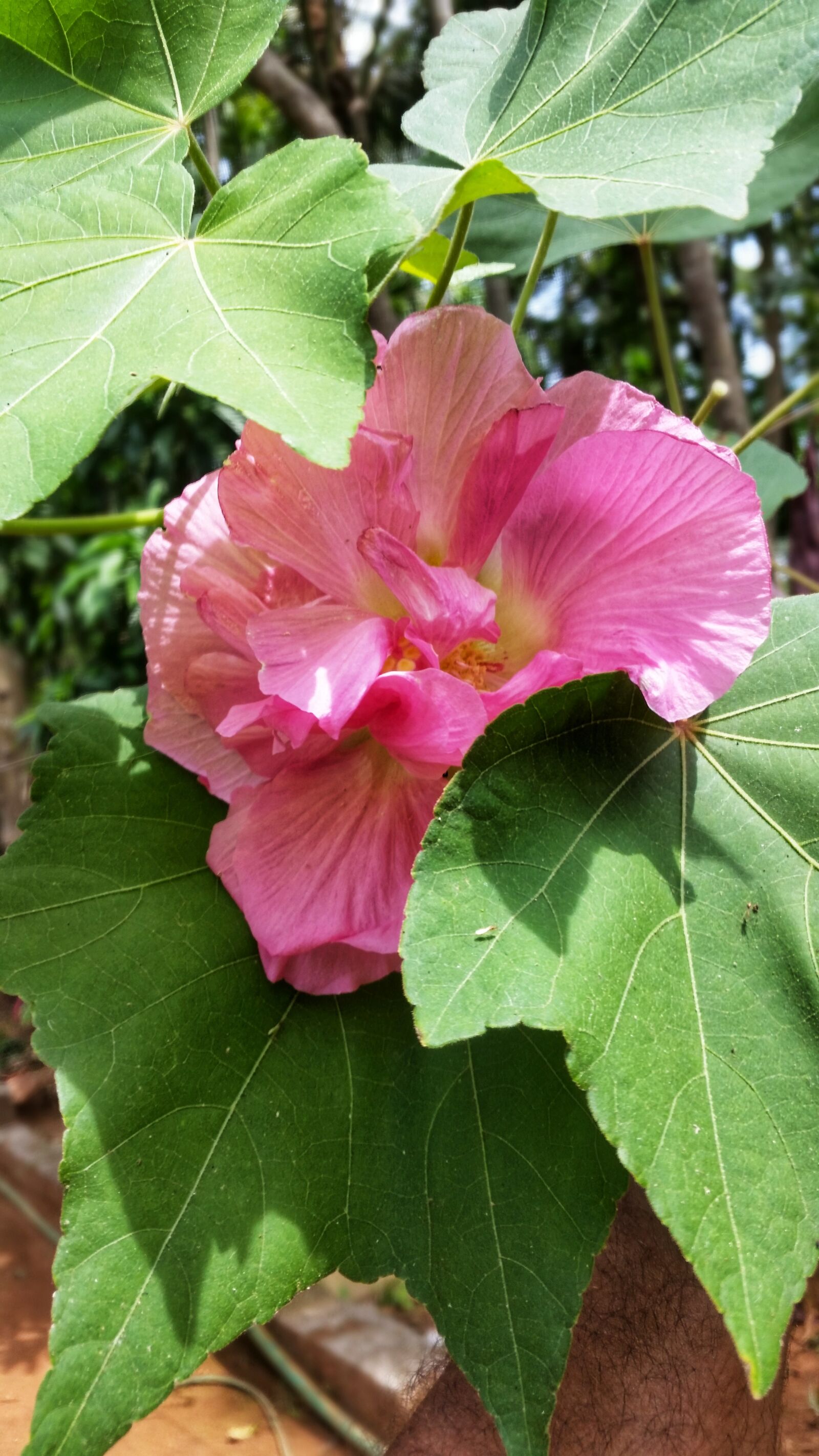 Samsung Galaxy S5 sample photo. Nature, flora, leaf photography