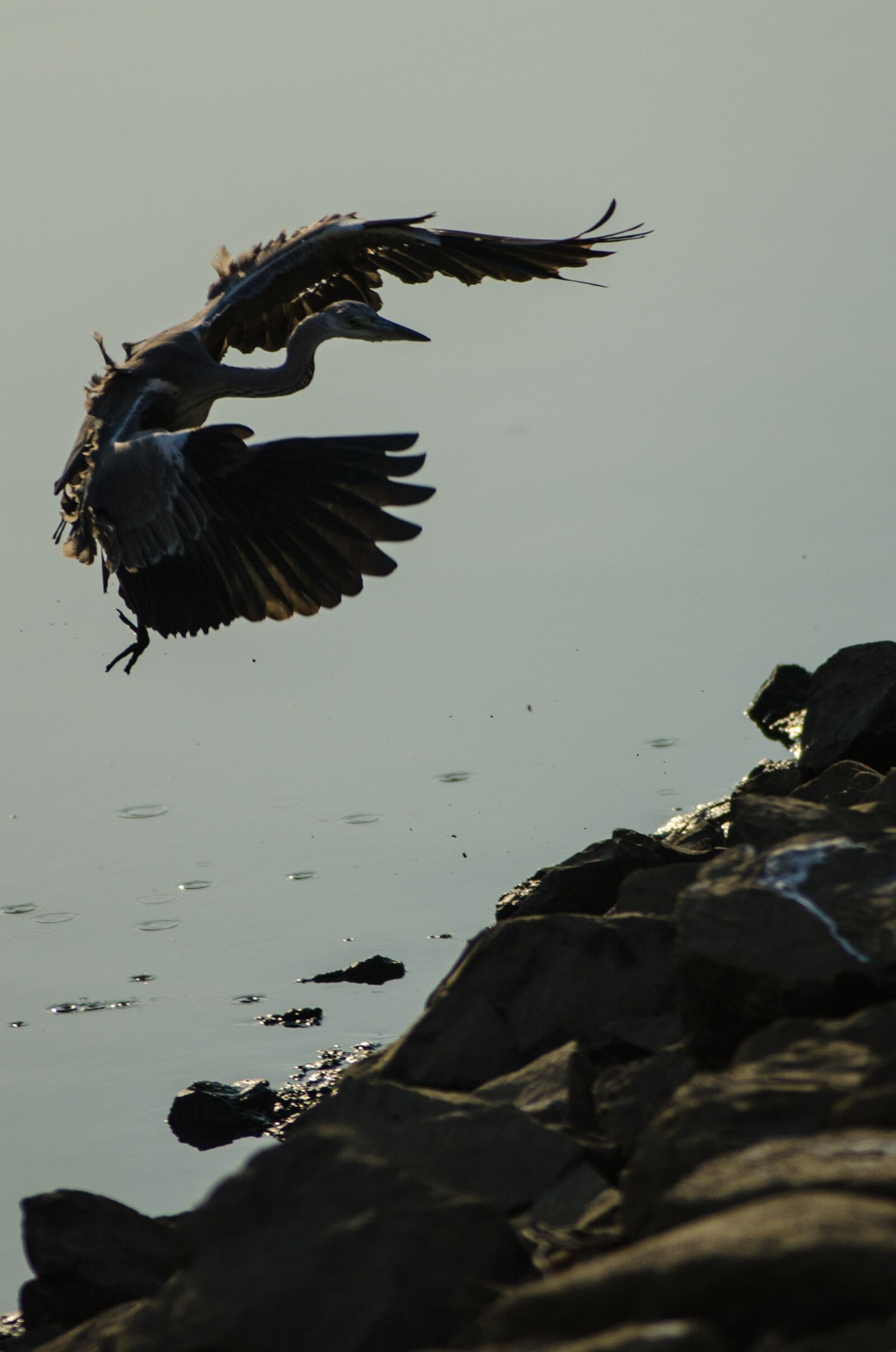 Nikon D7000 sample photo. New, studies, republic of photography