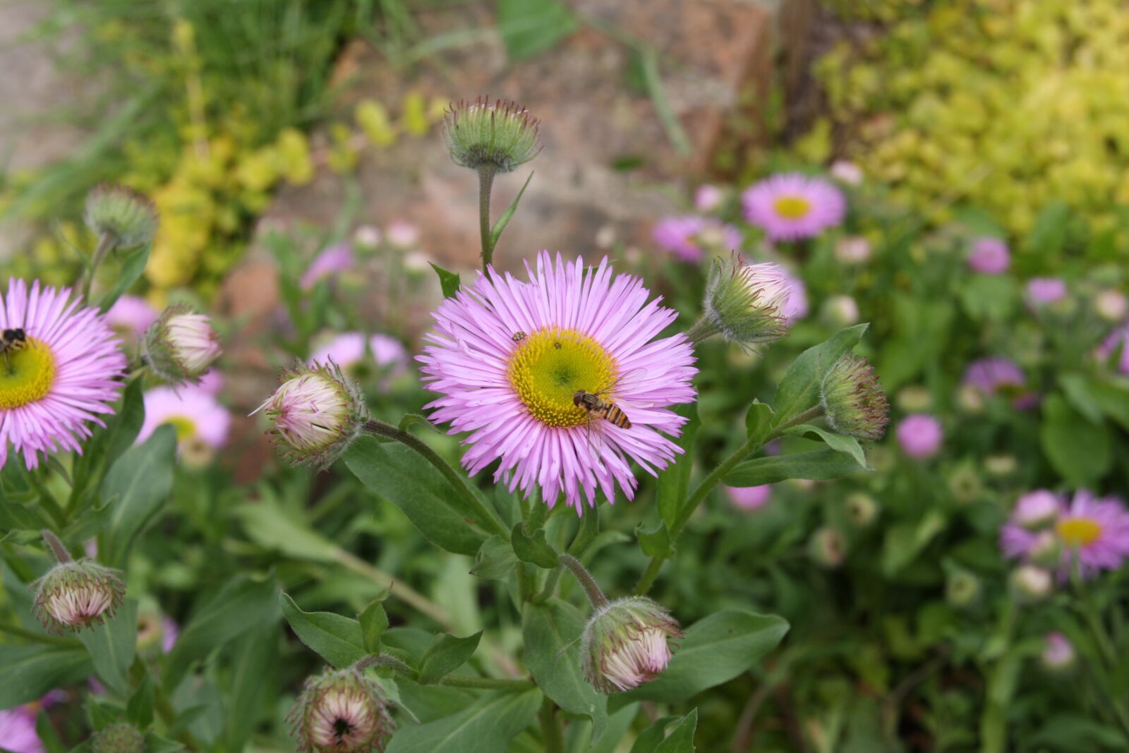 Canon EOS 1000D (EOS Digital Rebel XS / EOS Kiss F) sample photo. Flower, flowers, garden photography