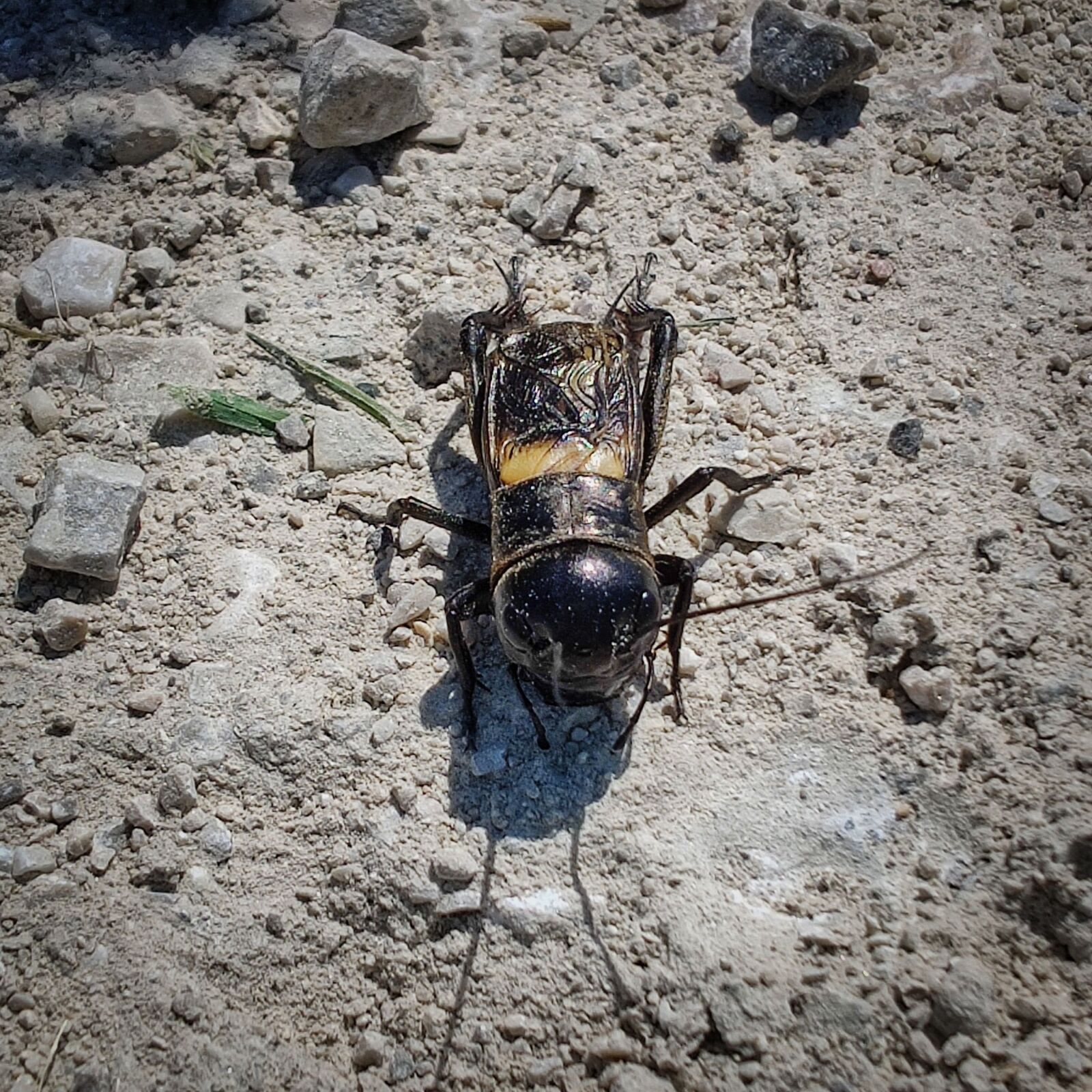 OnePlus IN2023 sample photo. Grille, insect, animal photography