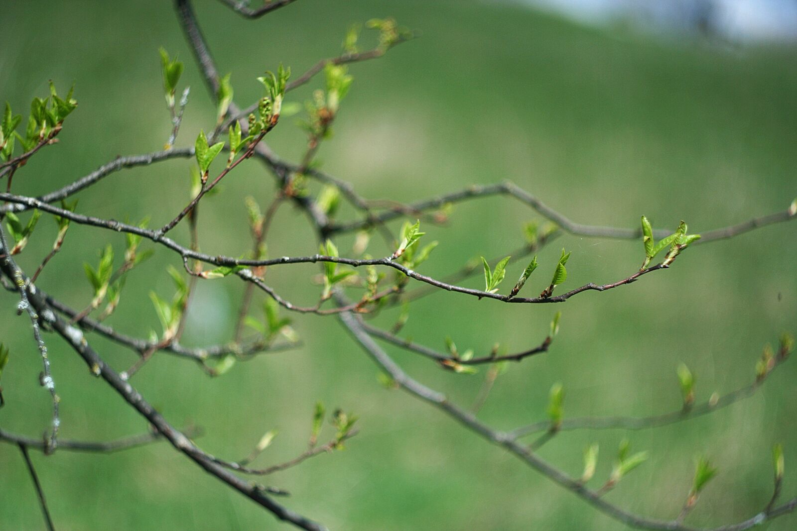 Canon EOS 350D (EOS Digital Rebel XT / EOS Kiss Digital N) sample photo. Leaves, bloom, tree photography