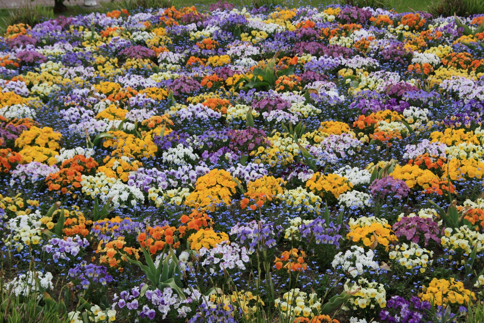 Canon EOS 1000D (EOS Digital Rebel XS / EOS Kiss F) sample photo. Pansy, flower bed, spring photography