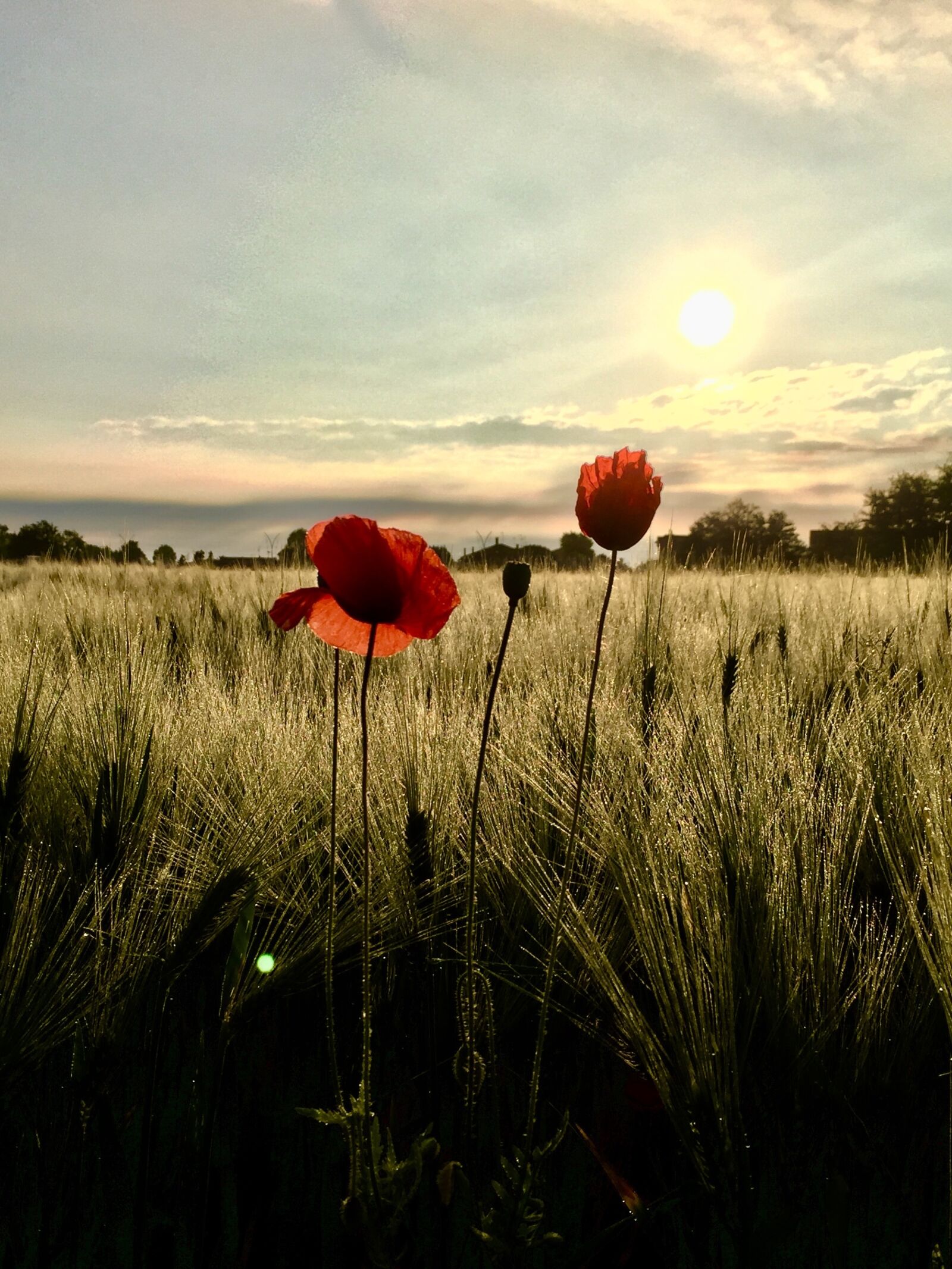 Apple iPhone 6 sample photo. Nature, flower, poppy photography