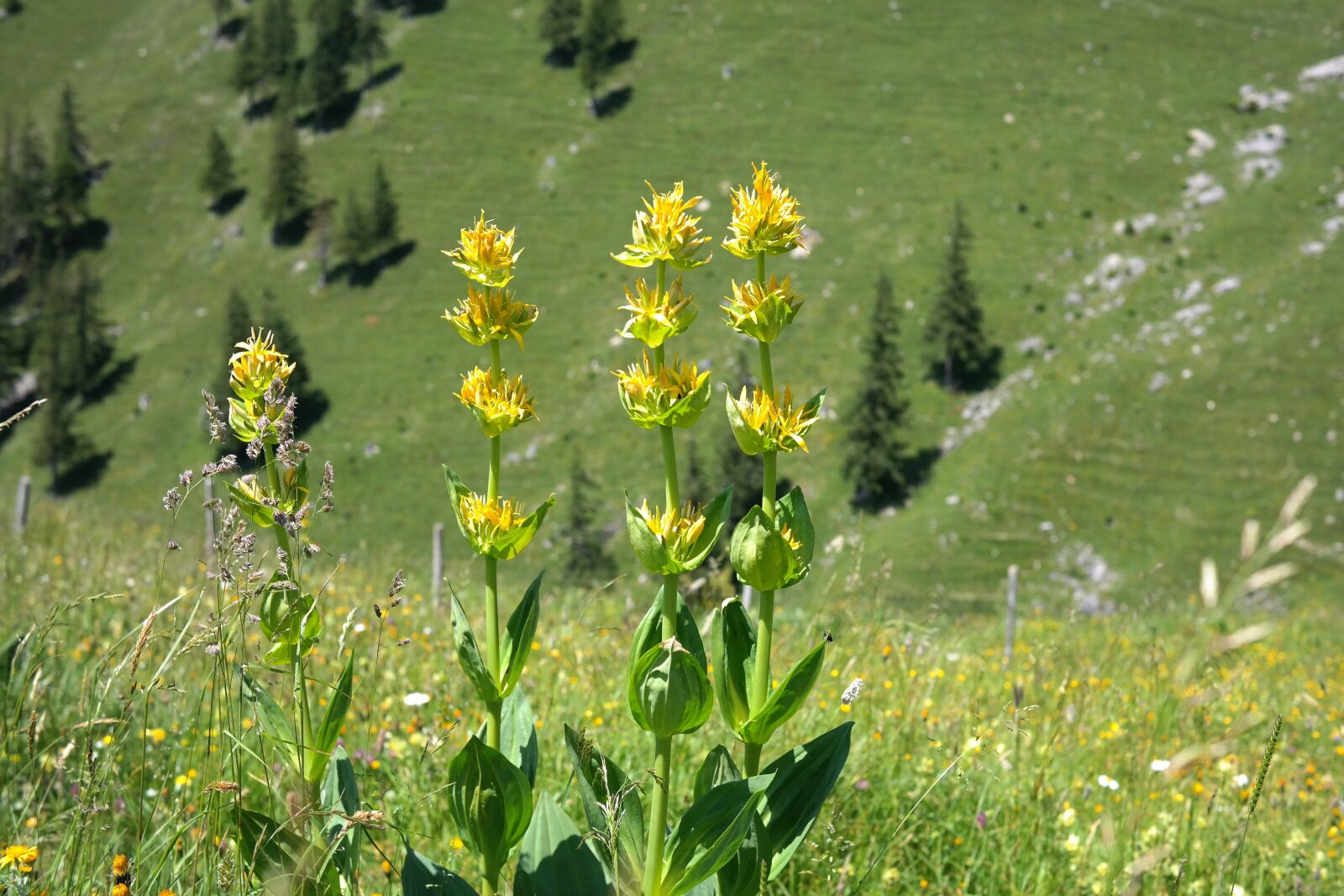 Samsung NX300 sample photo. Yellow gentian, blossom, bloom photography