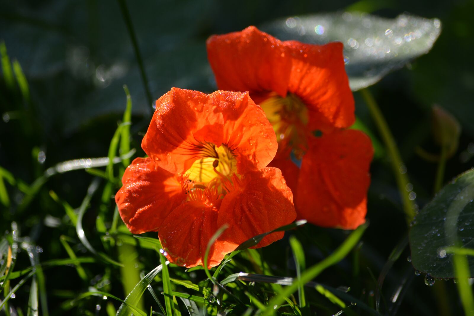 Nikon D5200 sample photo. Flowers, nature, orange photography