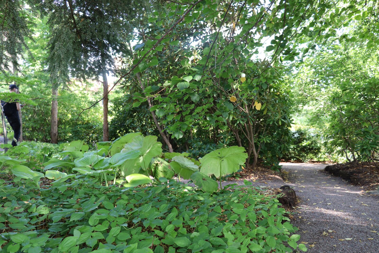 Canon EOS 200D (EOS Rebel SL2 / EOS Kiss X9) sample photo. Nature, forest, plant photography