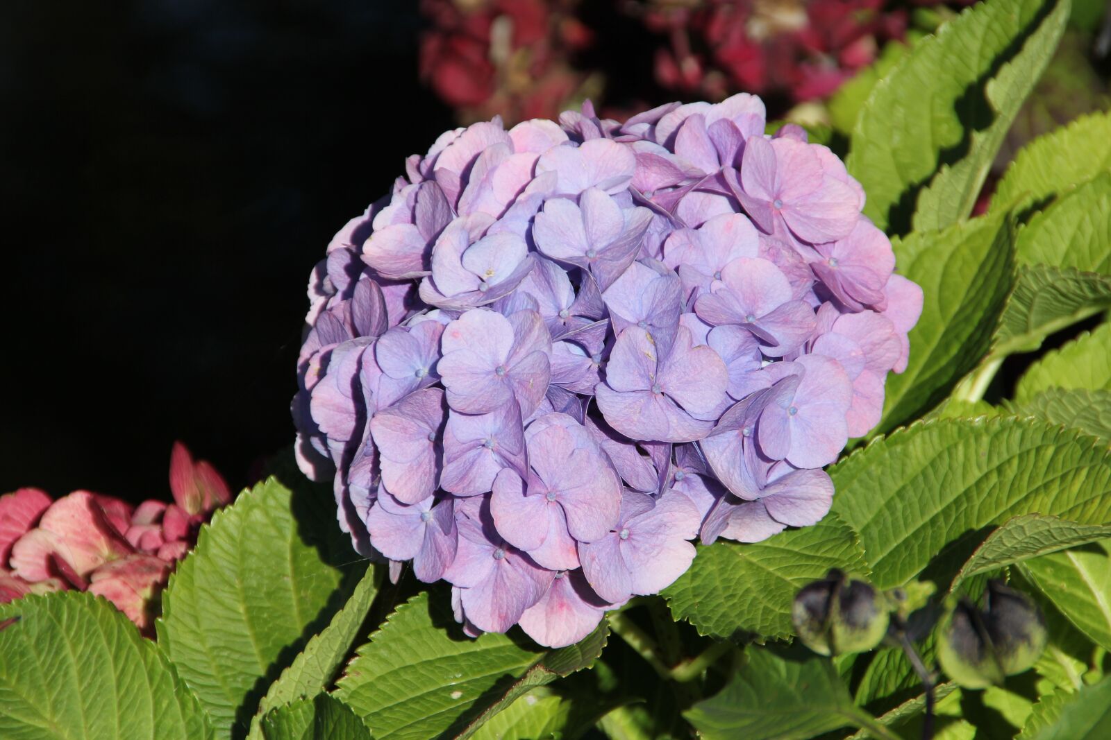 Canon EOS 550D (EOS Rebel T2i / EOS Kiss X4) sample photo. Hydrangea, lilac, garden photography