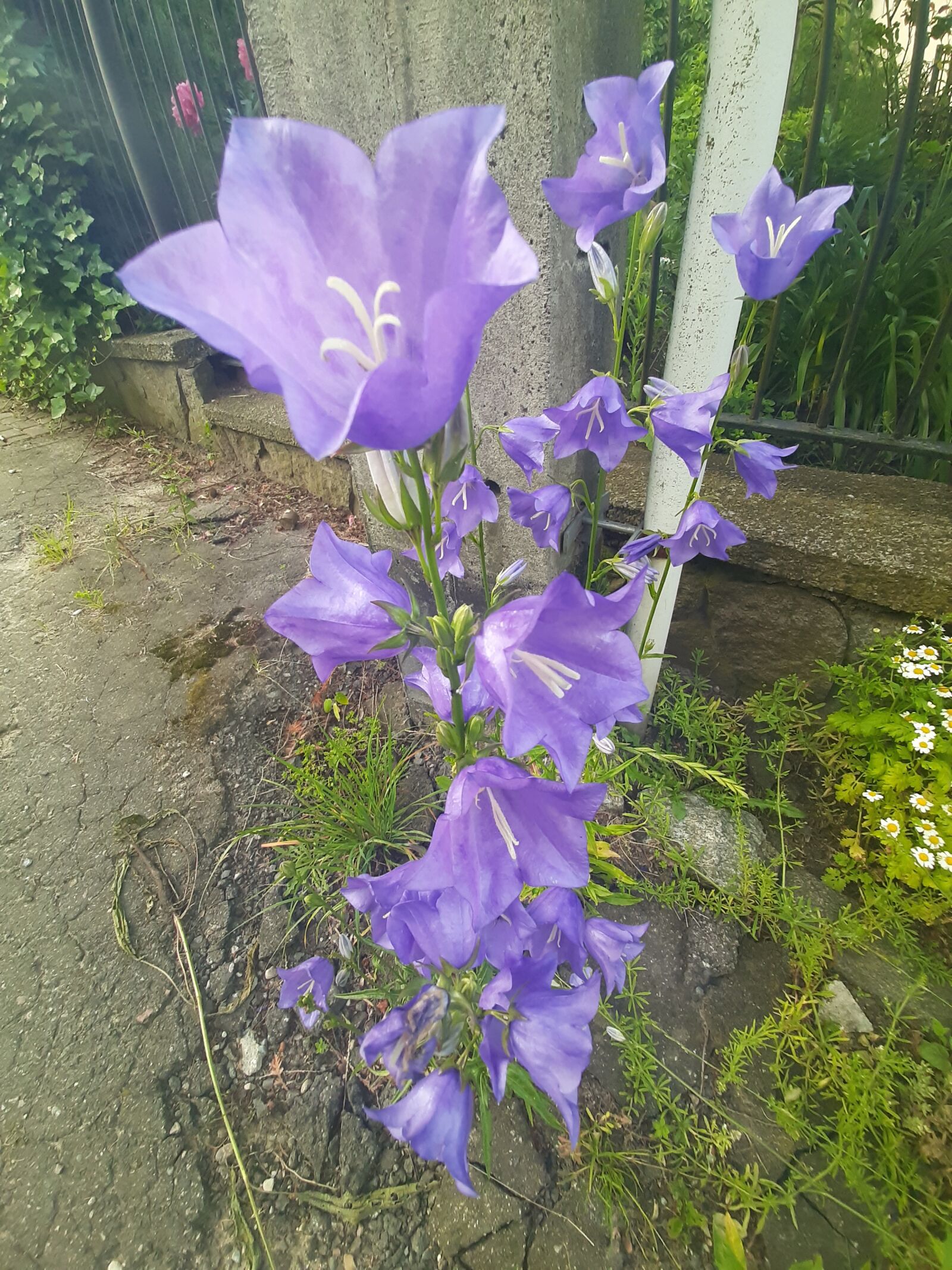 Samsung Galaxy A50 sample photo. Bells, plant, summer photography
