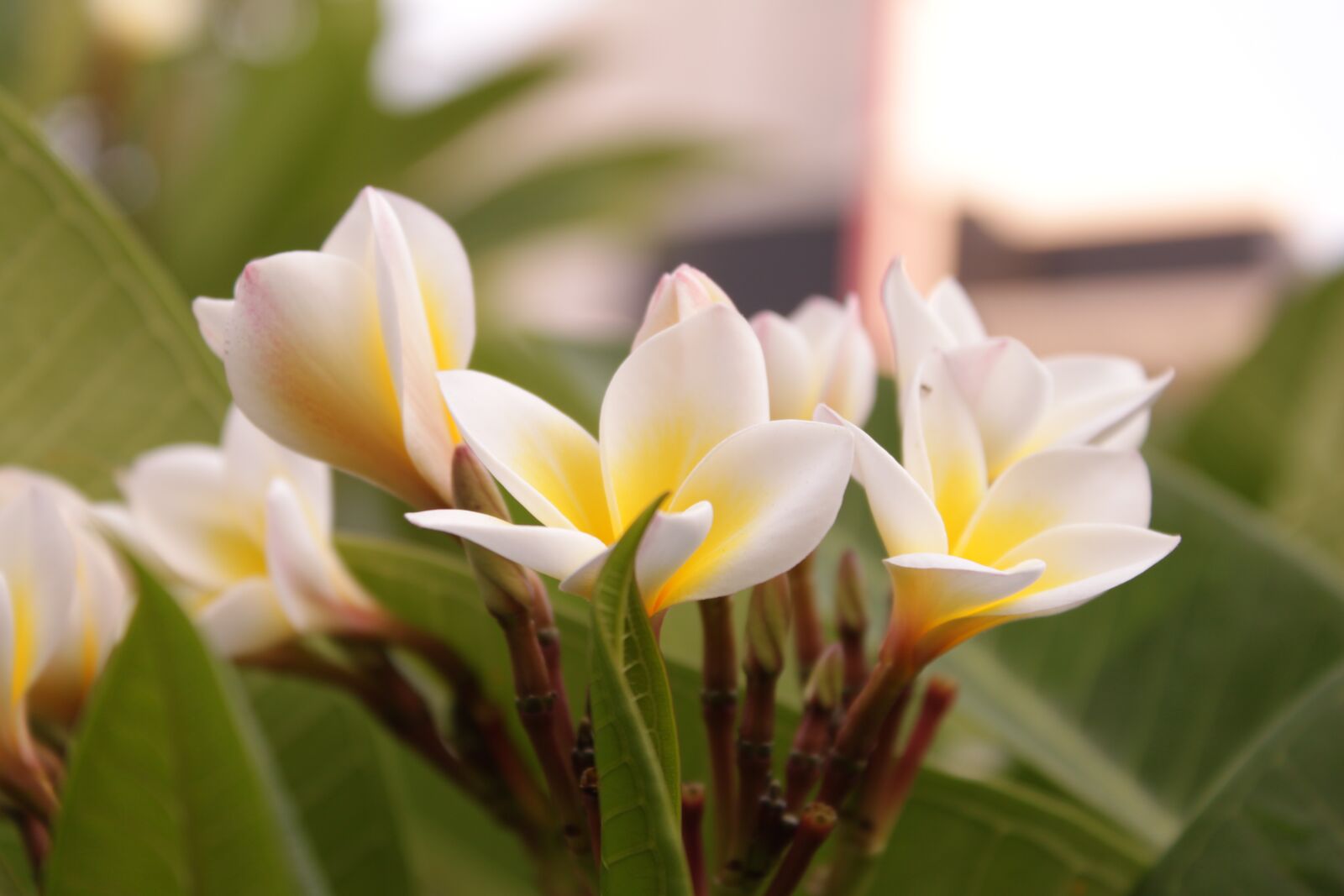 Canon EOS 500D (EOS Rebel T1i / EOS Kiss X3) sample photo. Cambodia, gorgeous, gradation photography