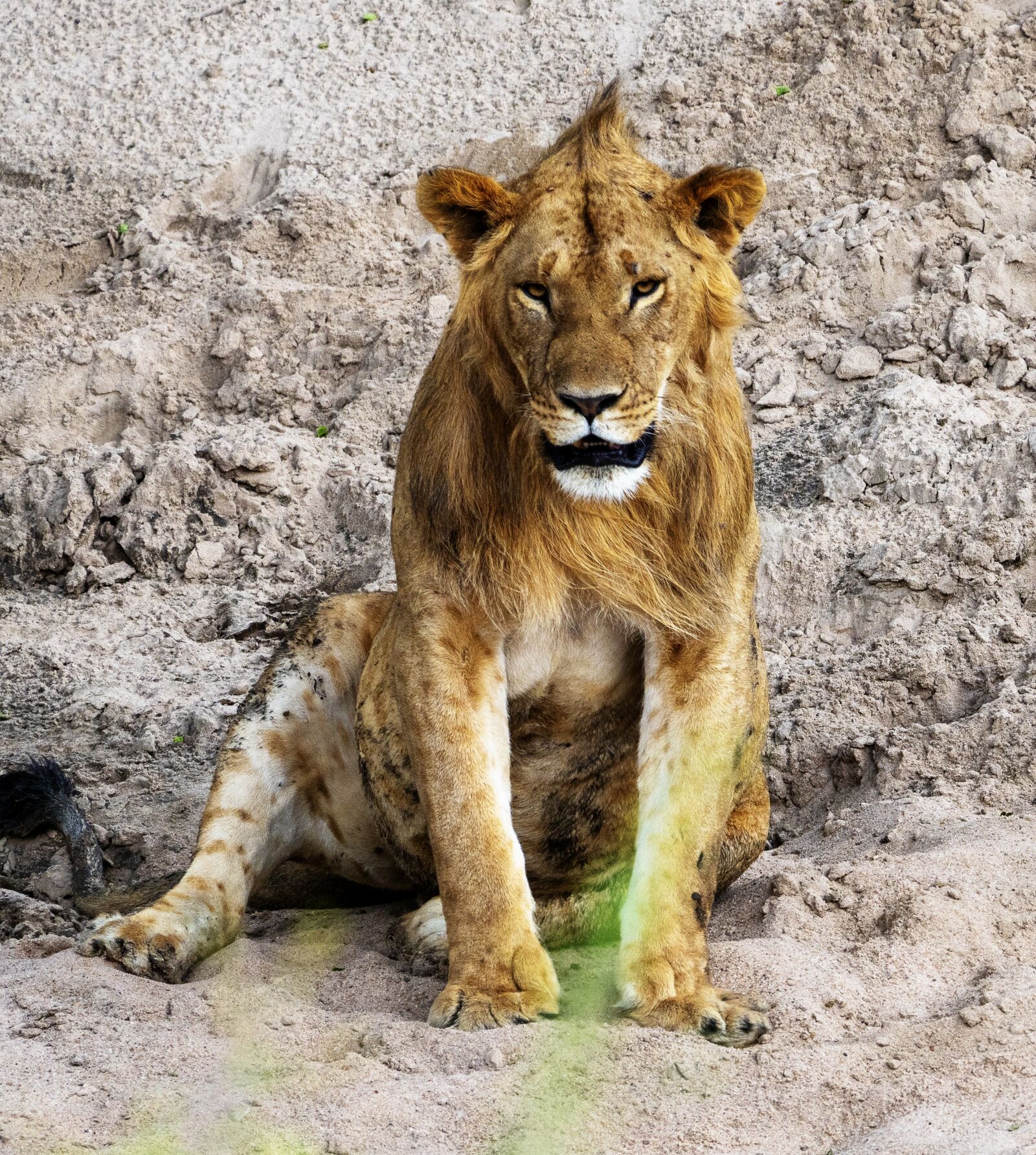 LEICA DG 100-400/F4.0-6.3 sample photo. Kenya, lion, safari photography