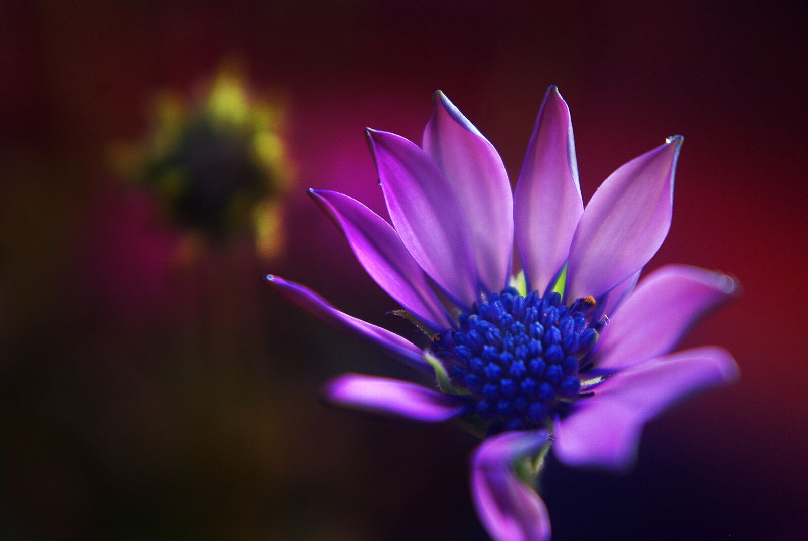 Pentax K-m (K2000) sample photo. Marguerite, flower, plant photography