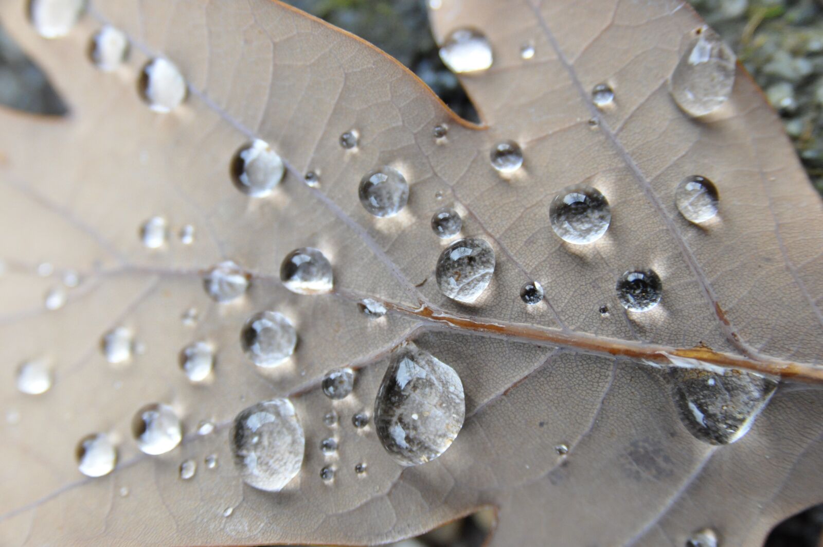 Nikon D90 sample photo. Leaf, drip, autumn photography