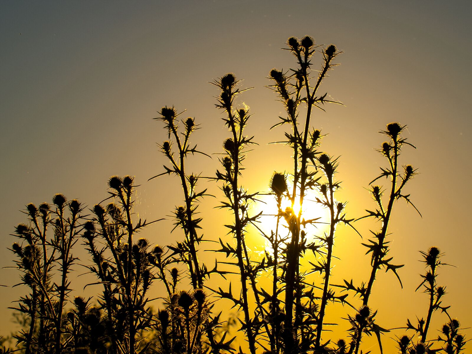 Olympus E-3 sample photo. Thistle, flower, nature photography