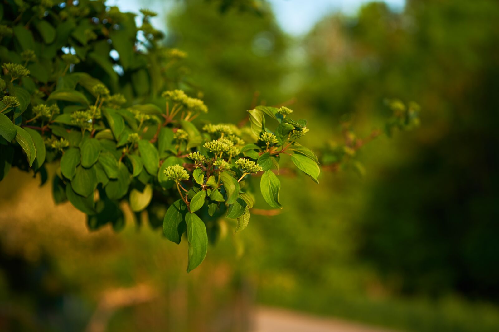 Sigma 60mm F2.8 DN Art sample photo. Leaf, nature, plant photography