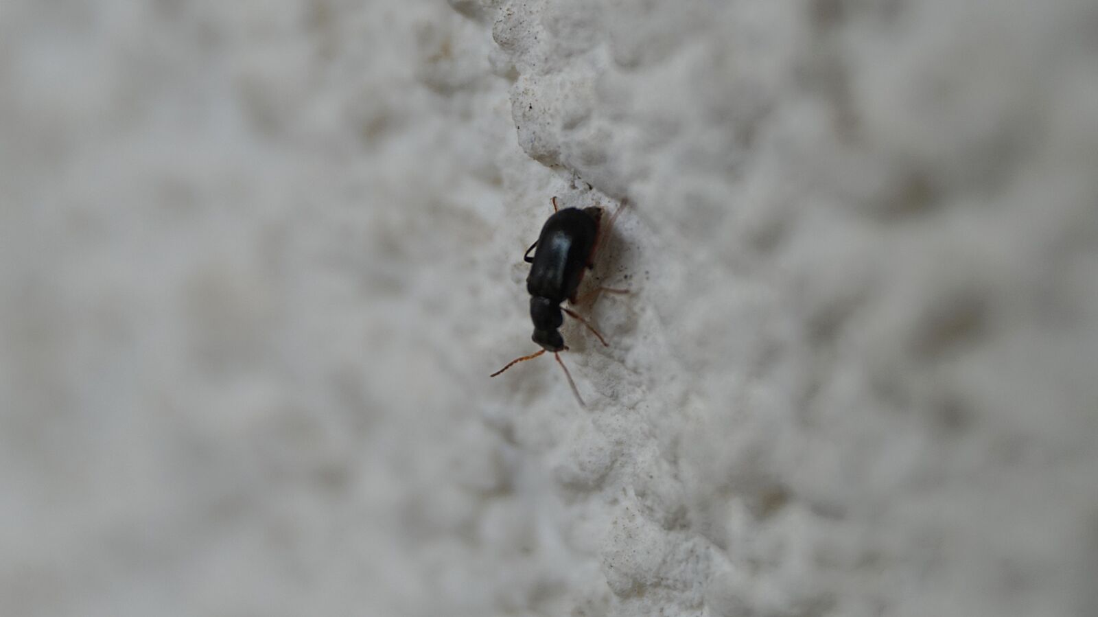 Sony Alpha a5000 (ILCE 5000) sample photo. Beetle, insect, macro photography