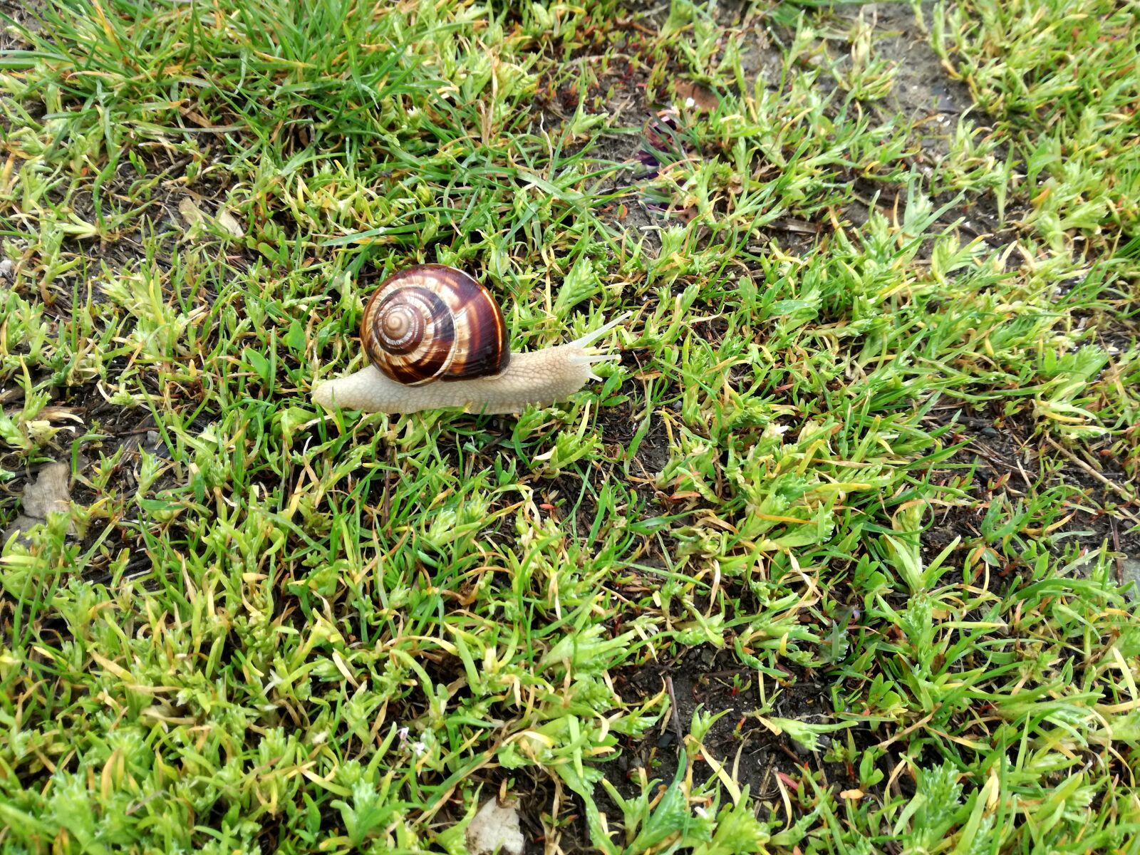 HUAWEI P9 LITE sample photo. Nature, snail, grass photography