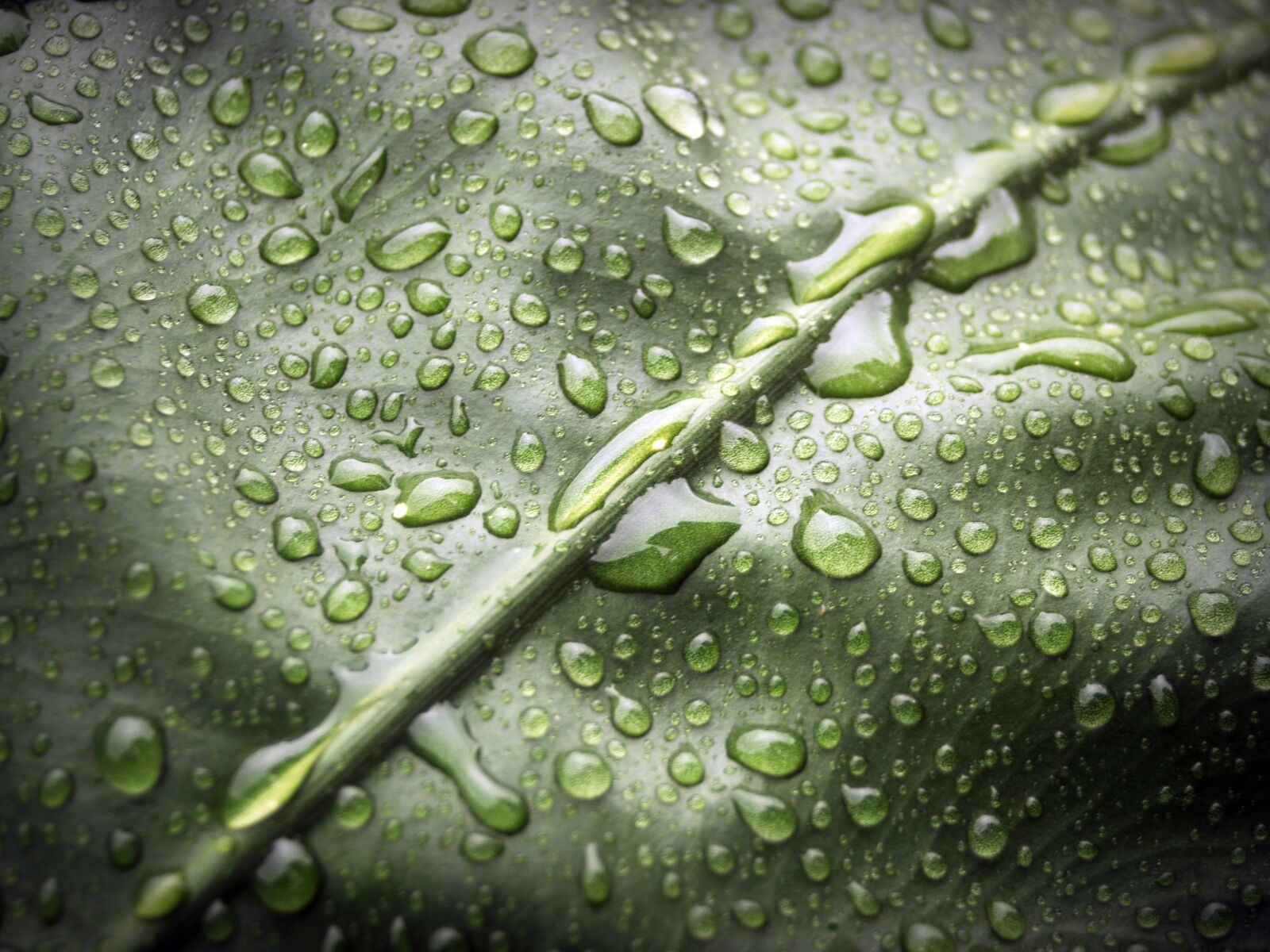 Olympus E-300 (EVOLT E-300) sample photo. Leaf, water, green photography