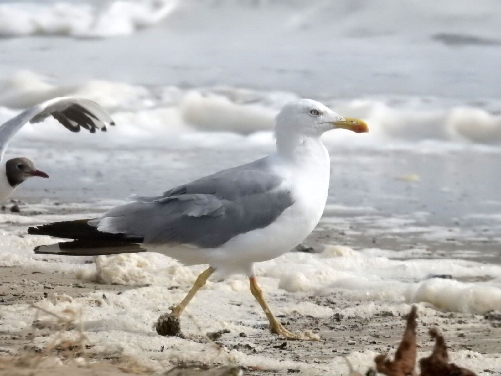 Nikon Coolpix P900 sample photo. Seagull, sea, holiday photography