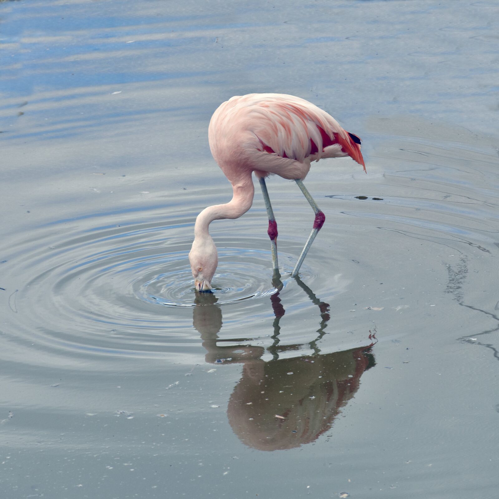 Nikon D810 sample photo. Pink flamingo, bird, pink photography