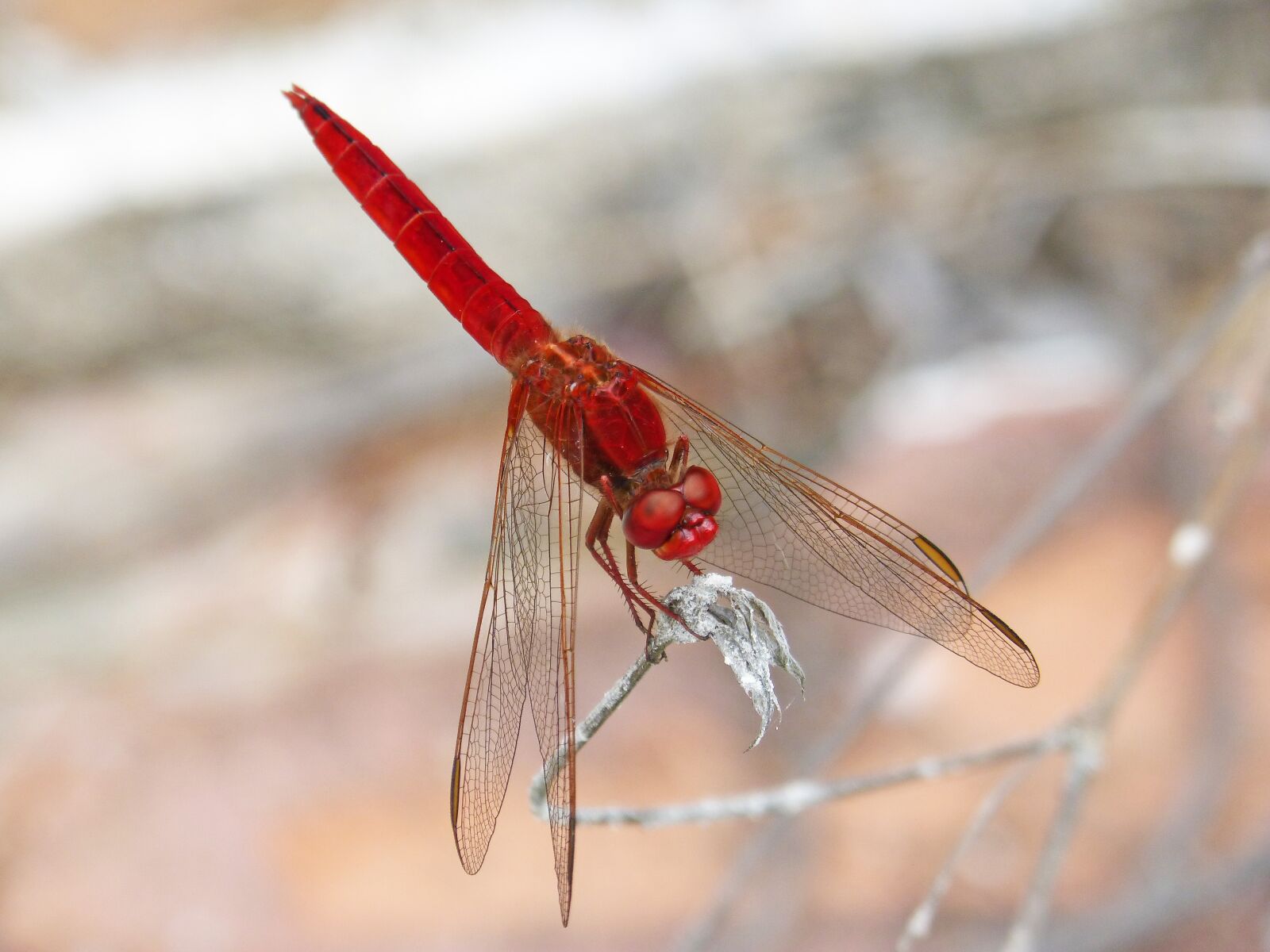 Panasonic DMC-FZ62 sample photo. Red dragonfly, erythraea crocothemis photography