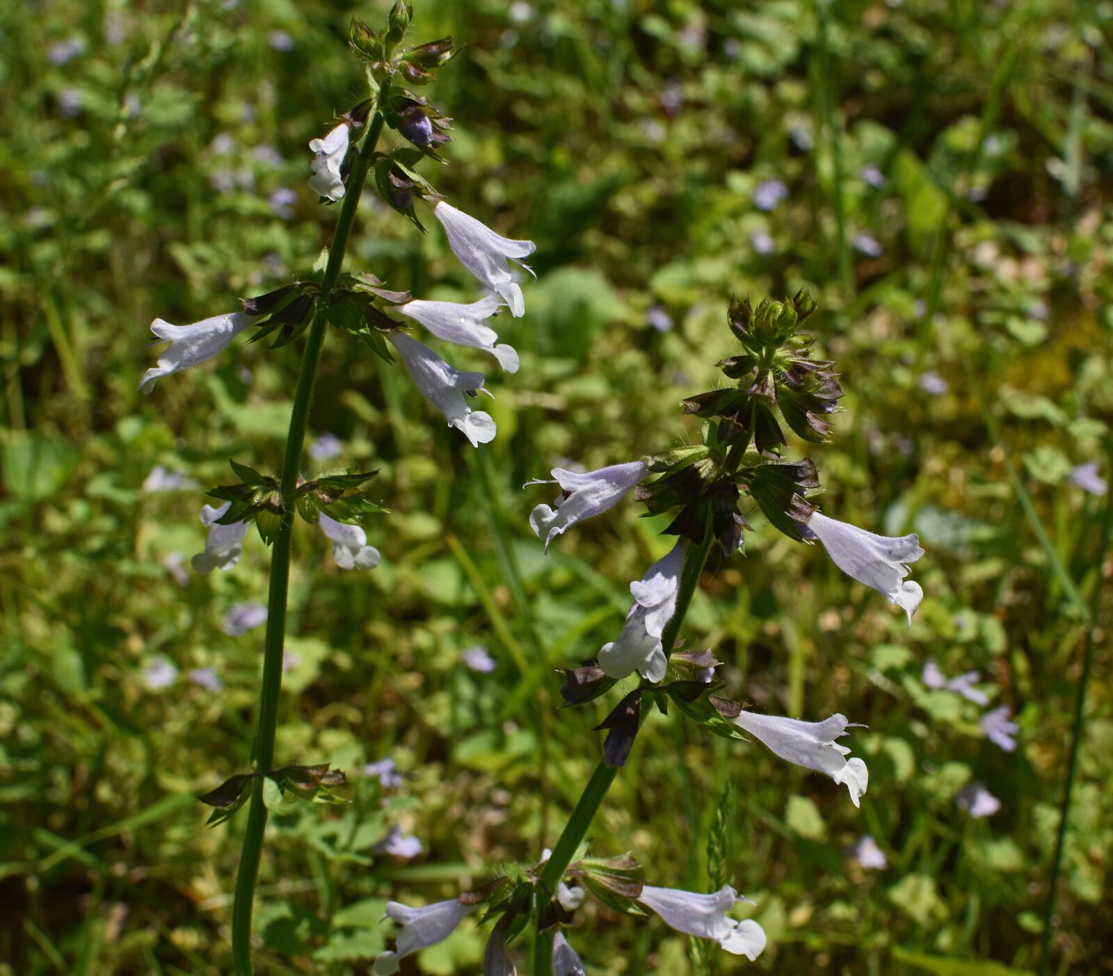Nikon D3300 sample photo. Lyreleaf sage, wildflower, blossom photography