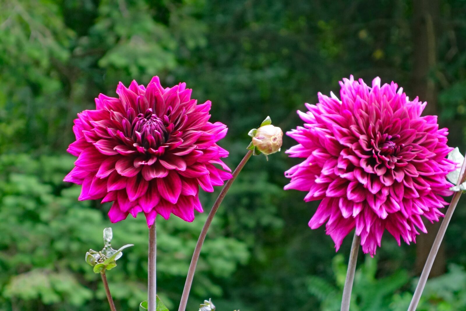 Sony Cyber-shot DSC-RX100 II sample photo. Dahlias, flower, blossom photography