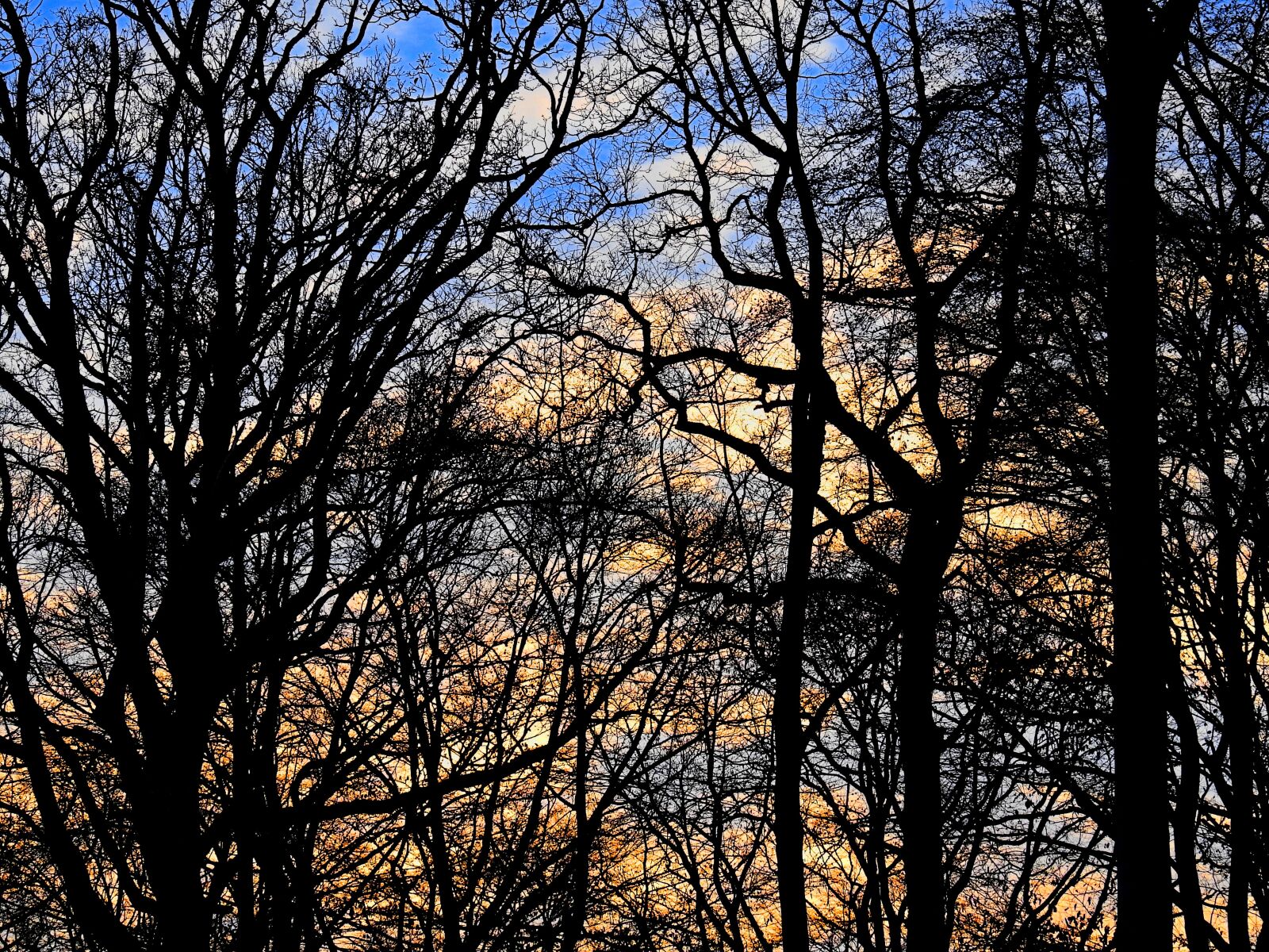 Nikon Coolpix P900 sample photo. Trees, aesthetic, background photography