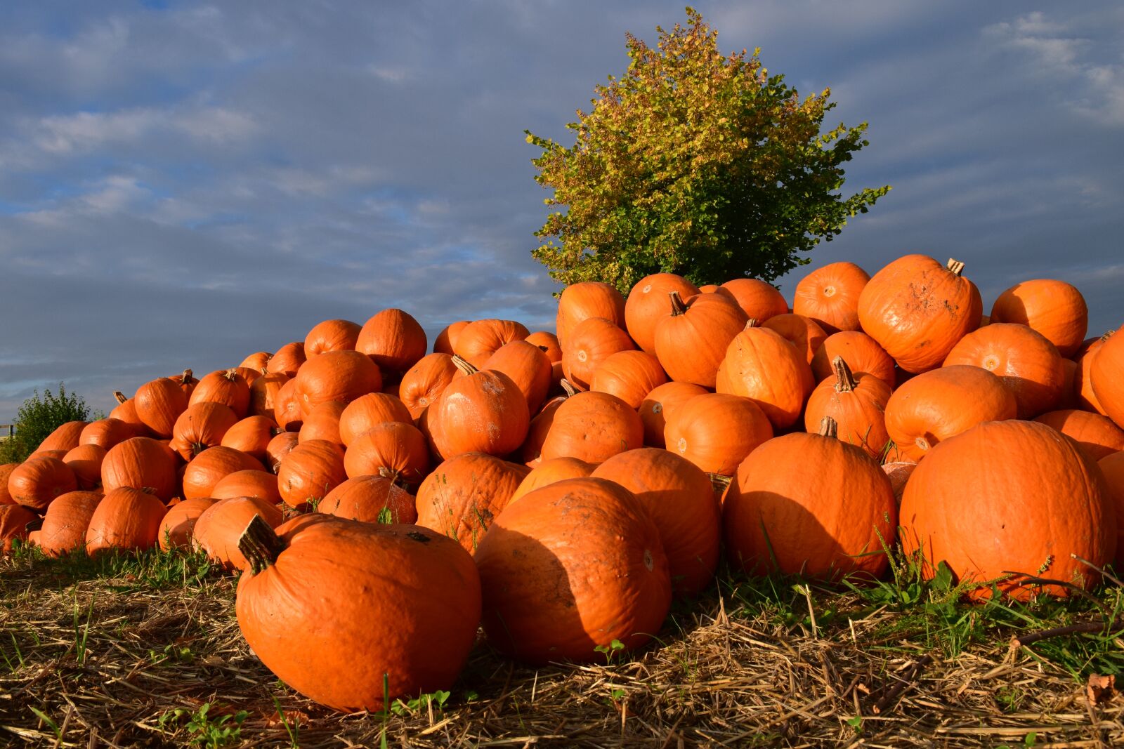 Nikon D3300 sample photo. Pumpkin, giant pumpkin, squash photography