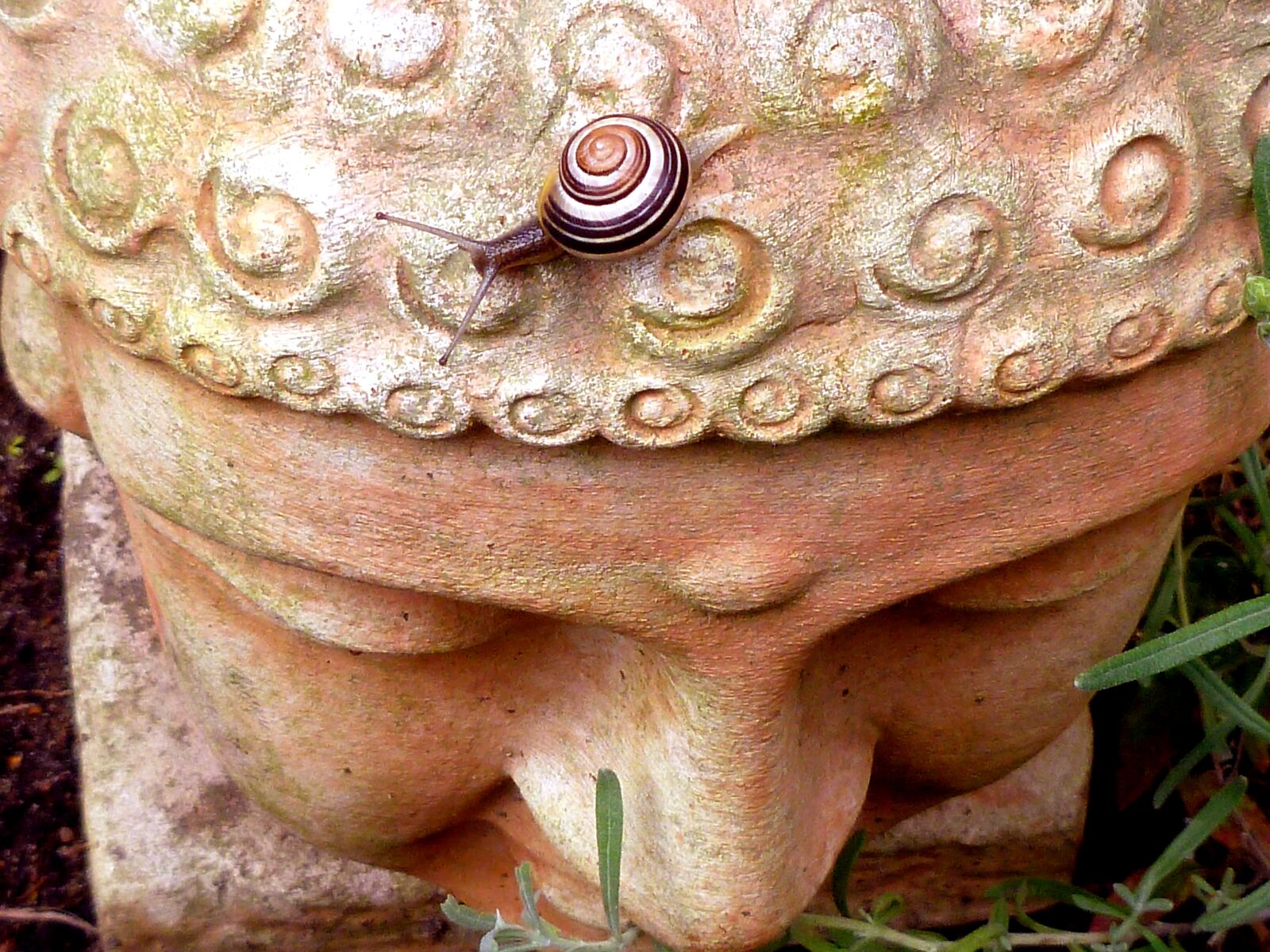 Panasonic DMC-FS37 sample photo. Snail, reptile, nature photography
