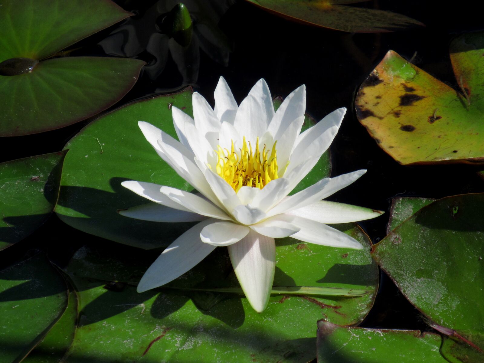 Canon PowerShot SX620 HS sample photo. Water lily, flower, flora photography