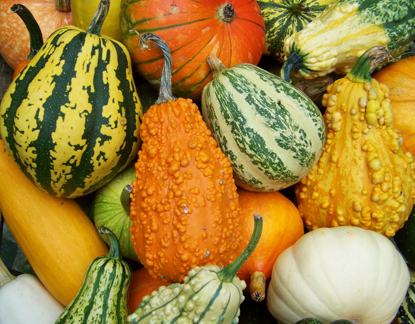 Kodak EASYSHARE ZD710 ZOOM DIGITAL CAMERA sample photo. Colorful pumpkins, autumn mood photography
