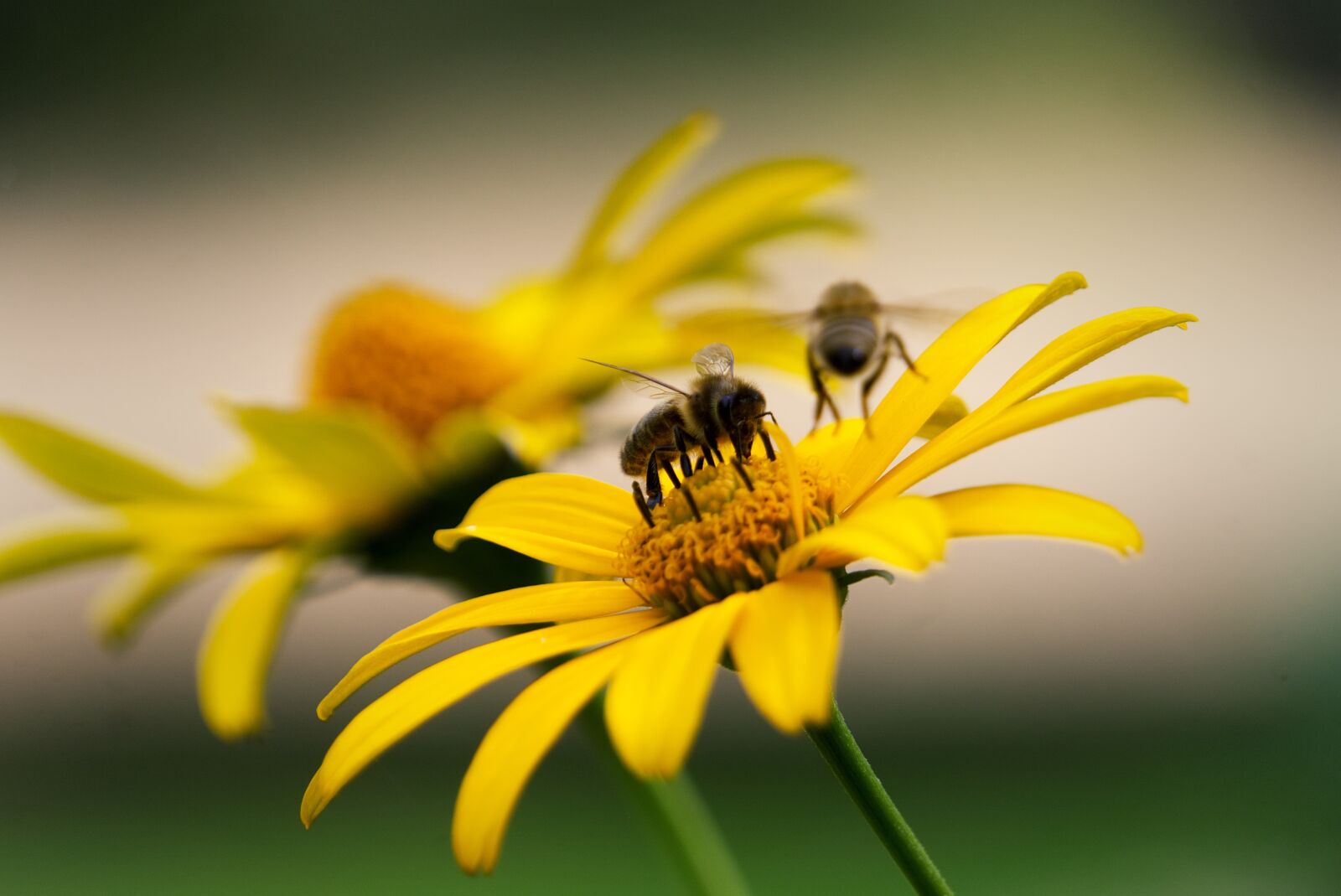 Sony E 55-210mm F4.5-6.3 OSS sample photo. Bee, forage, flower photography