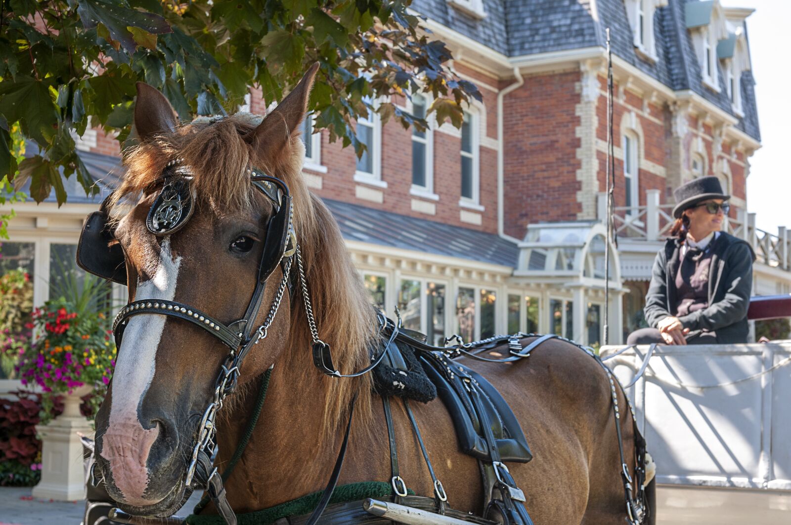 Nikon D300 sample photo. Horse drawn carriage, horse photography