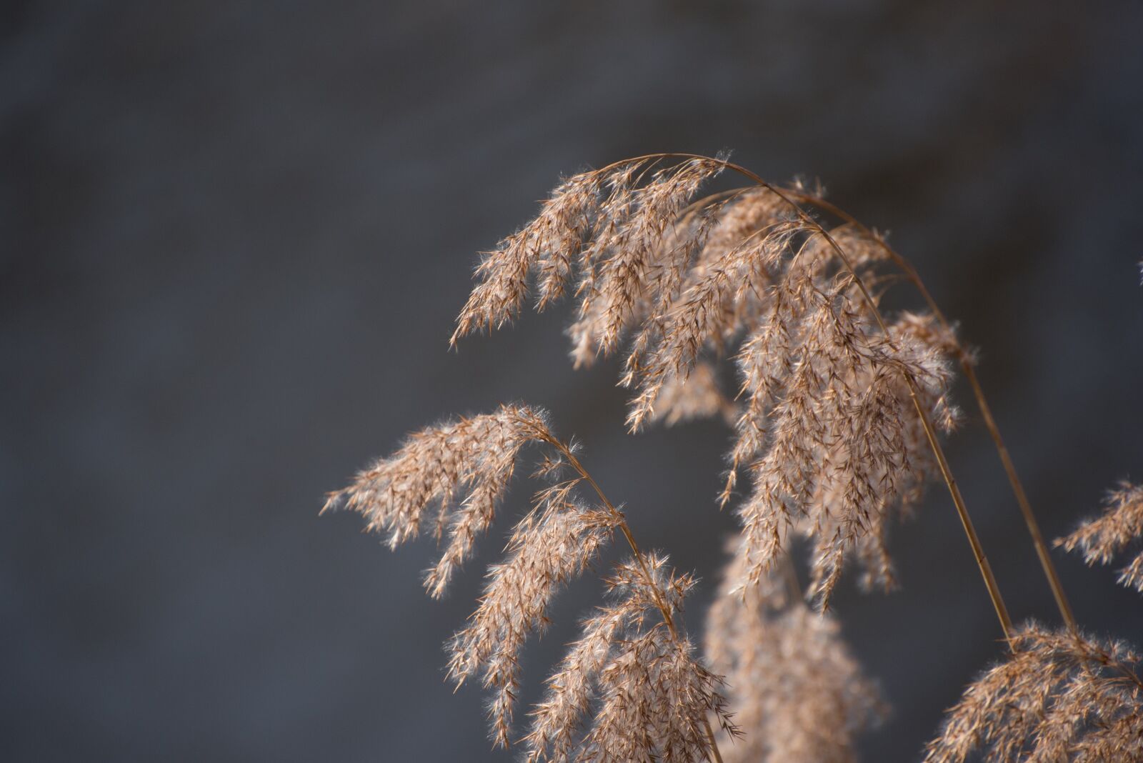 Nikon D750 sample photo. Reed, water, nature photography