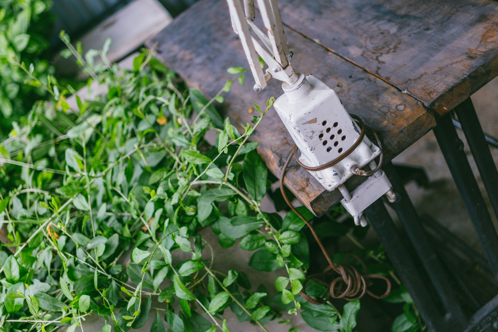 E 32mm F1.8 sample photo
