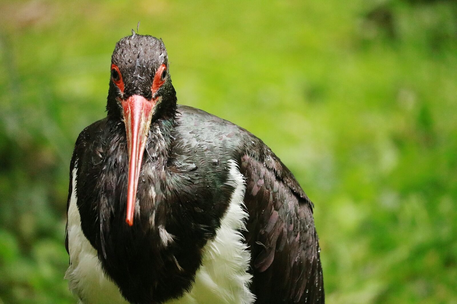 Canon EOS 750D (EOS Rebel T6i / EOS Kiss X8i) sample photo. Animal world, bird, nature photography