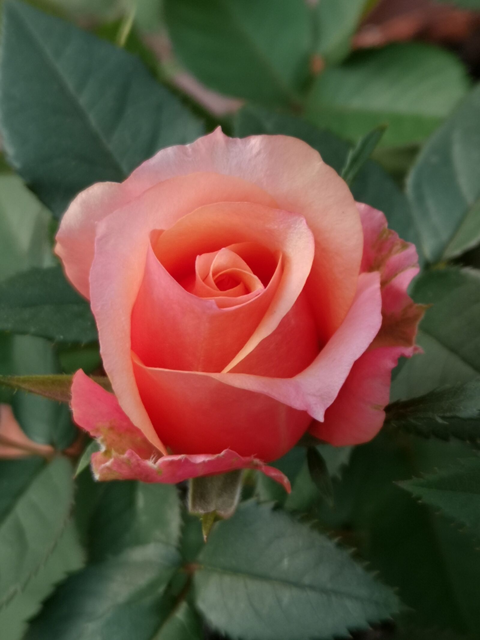 HUAWEI CLT-L09 sample photo. Flower, rose, bud photography