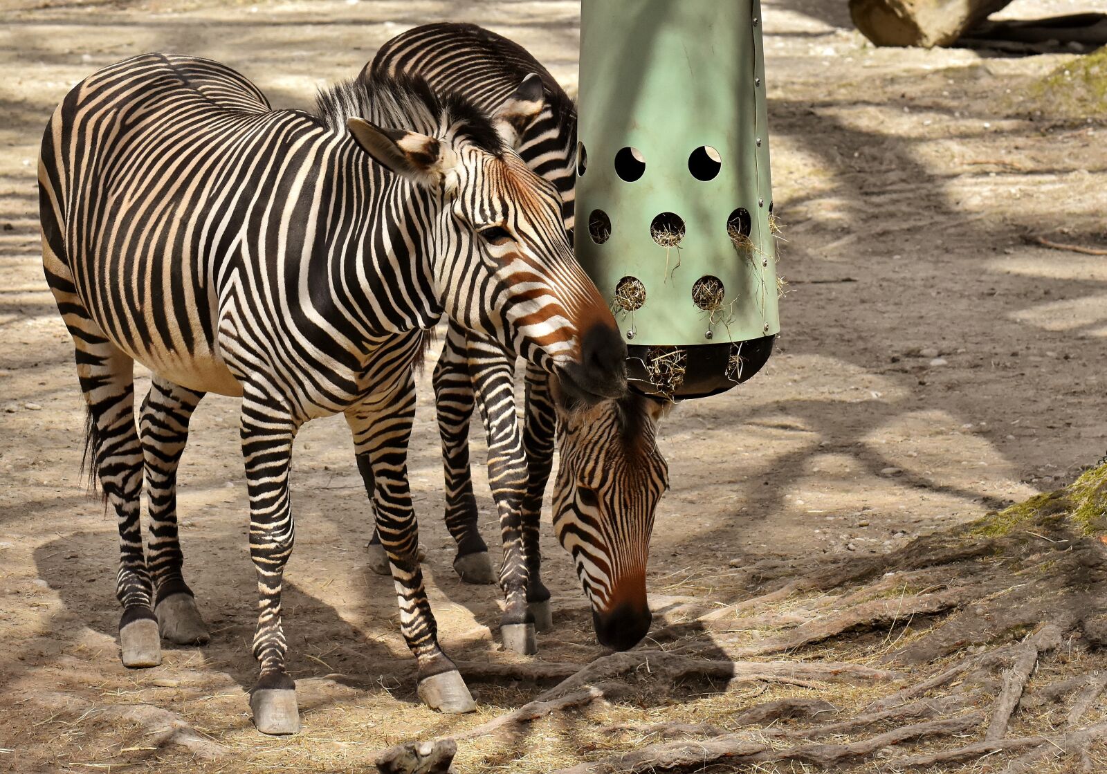 Nikon D7200 sample photo. Zebra, wild animal, zoo photography