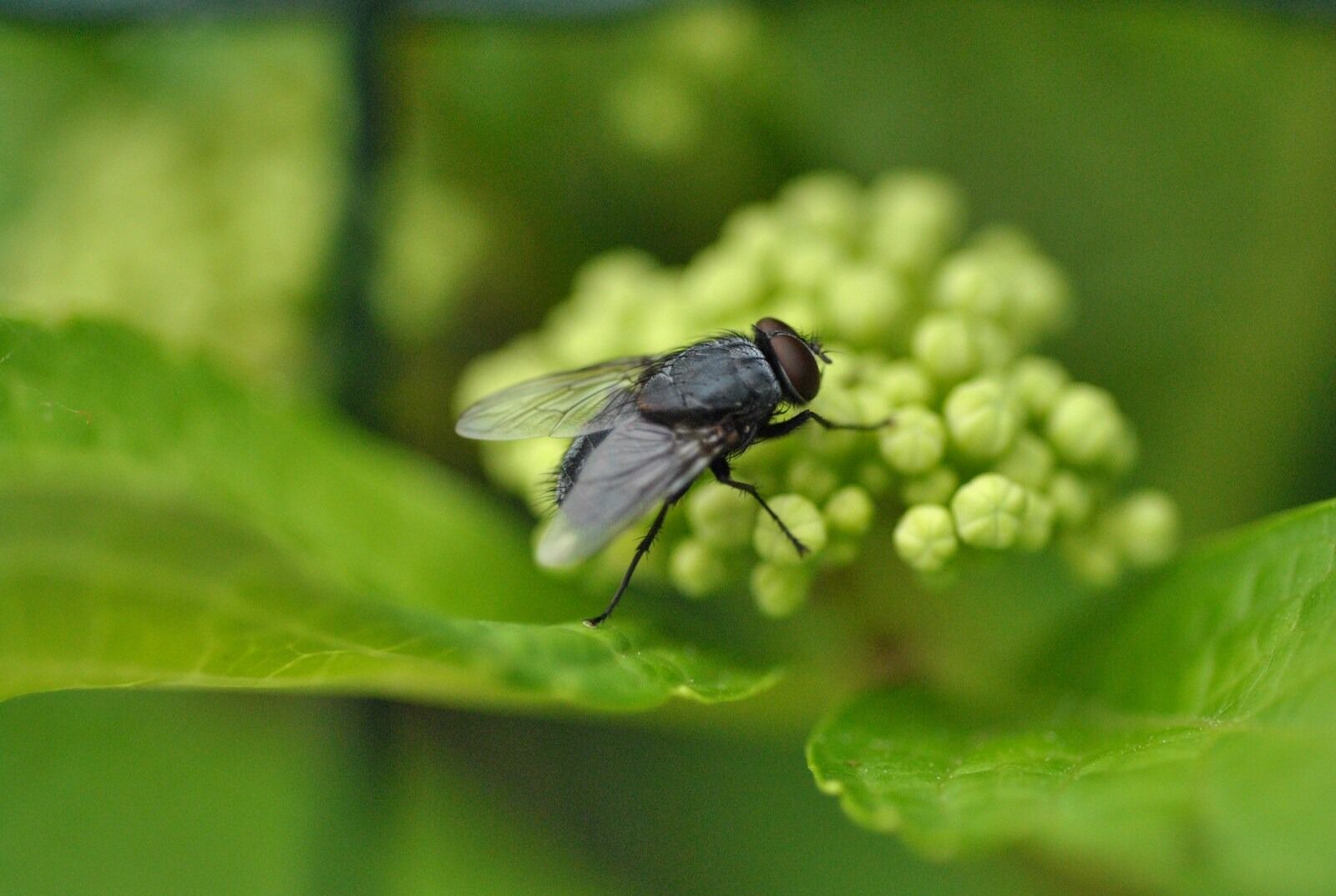 Nikon D3000 sample photo. Moscow, fly, flies photography