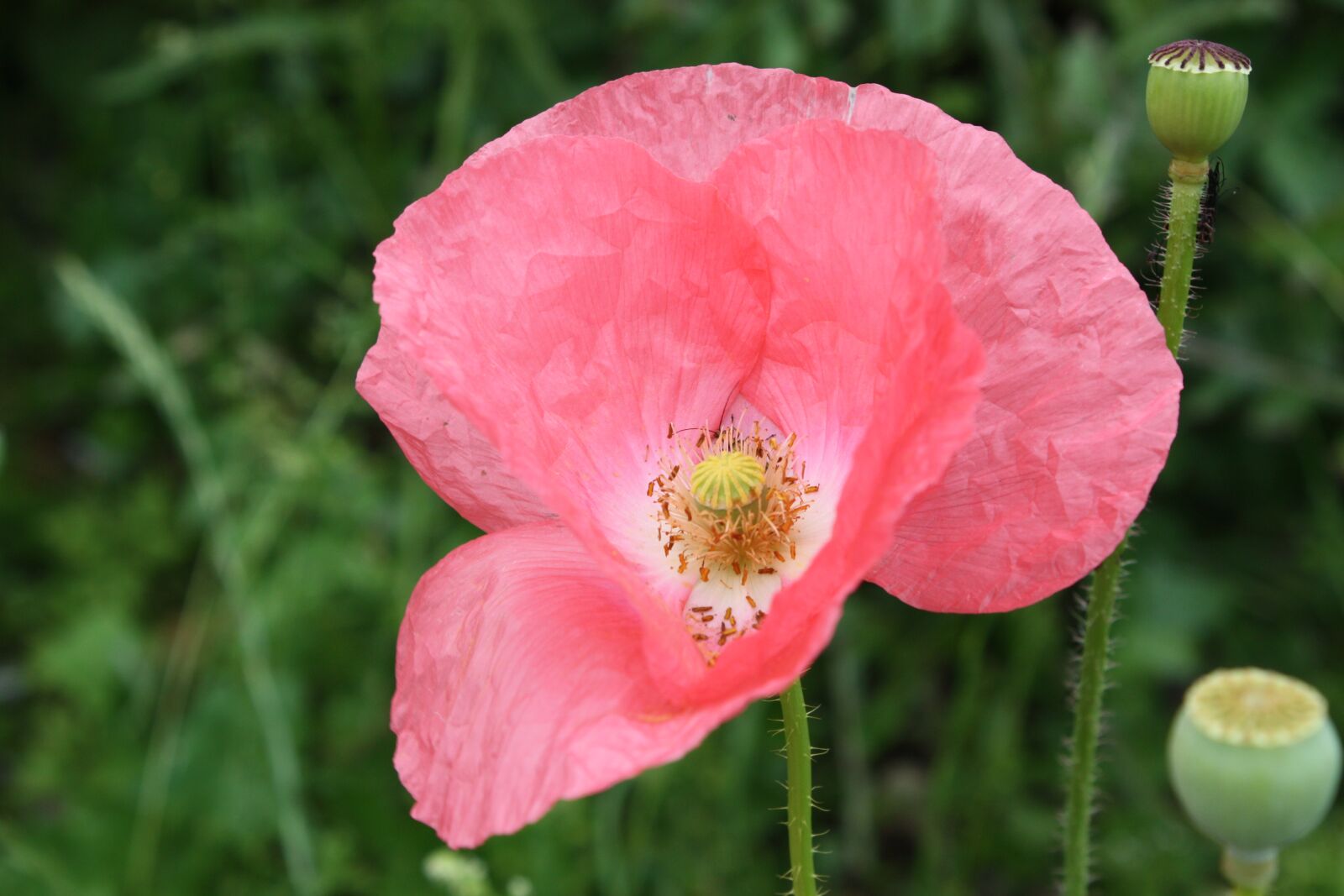 Canon EOS 450D (EOS Rebel XSi / EOS Kiss X2) sample photo. Poppy, pink, dangerous photography