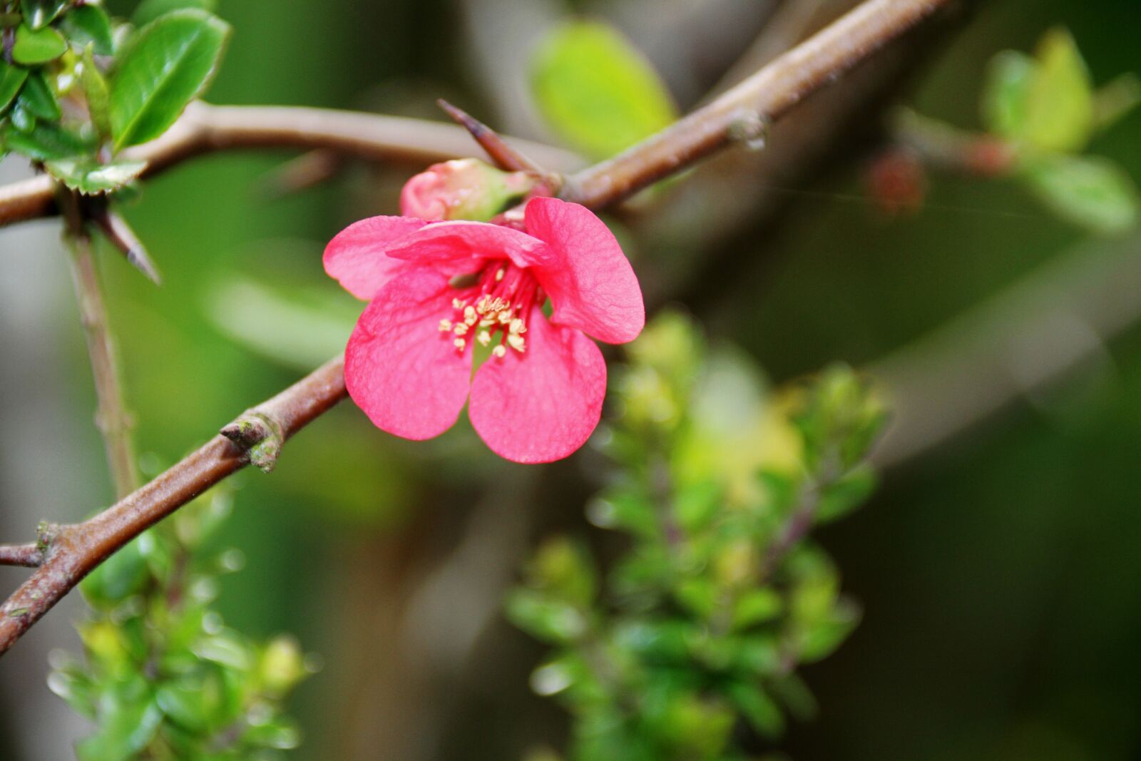Canon EOS 7D sample photo. Pink flower, nature, outdoor photography