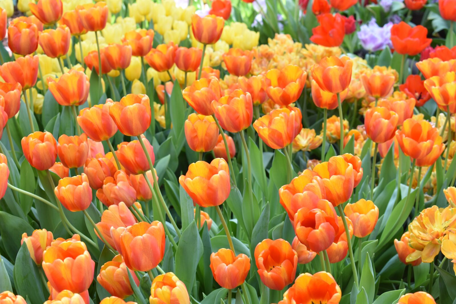 Nikon D3400 sample photo. Tulip, flowers, nature photography