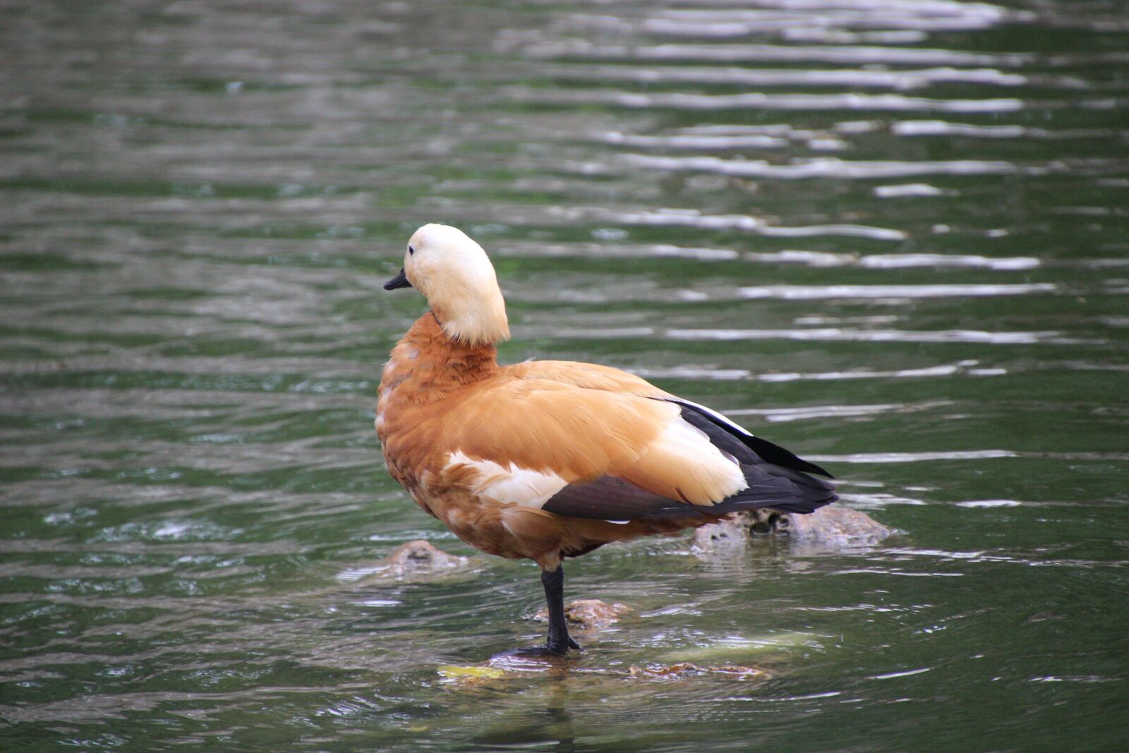 Canon EOS 600D (Rebel EOS T3i / EOS Kiss X5) sample photo. Ruddy shelduck, tadorna ferruginea photography