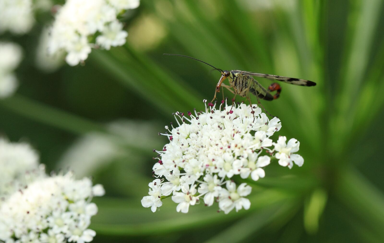 Canon EOS 5D Mark II sample photo. Fly scorpion, nature, insect photography