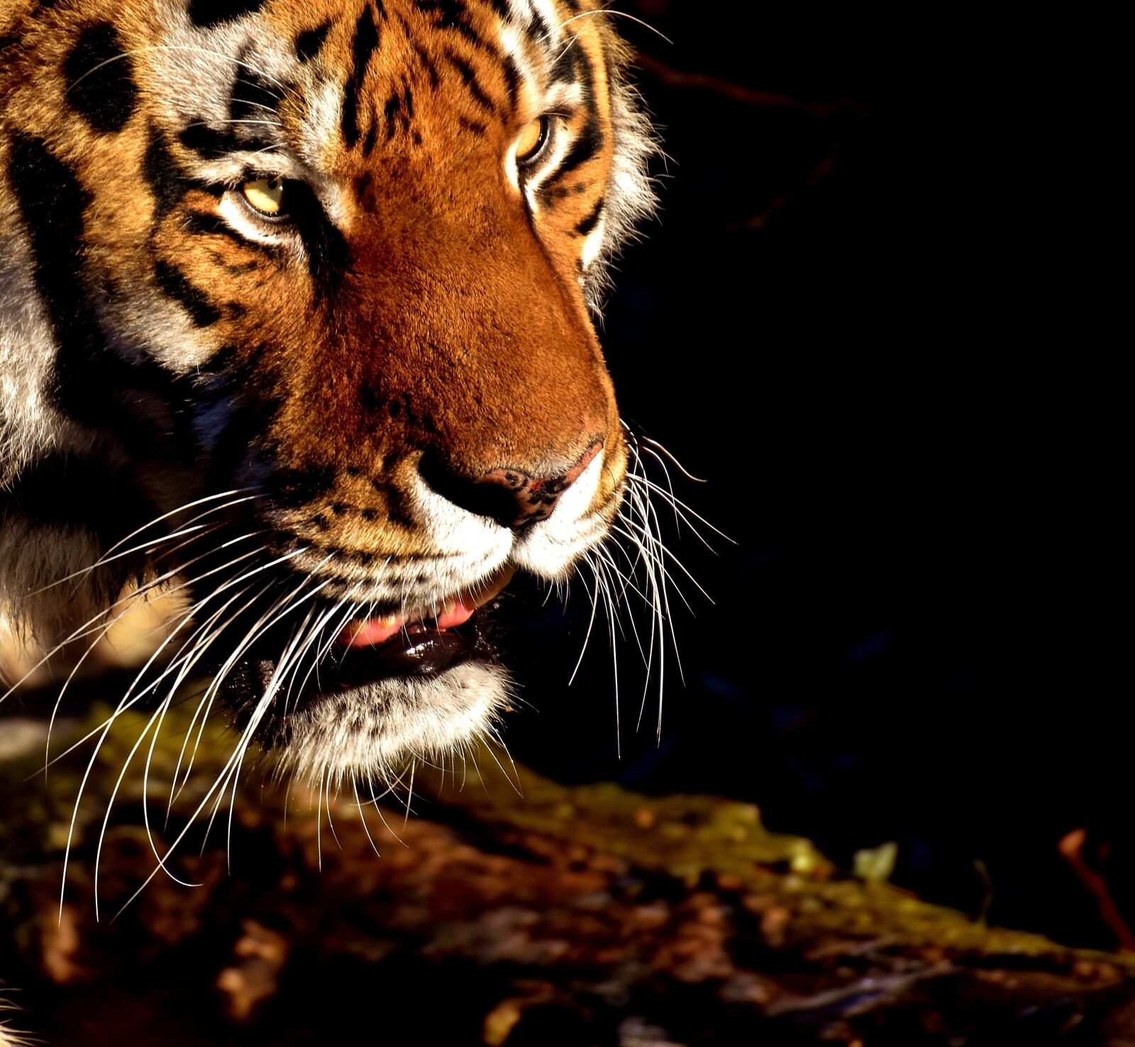 Nikon D7200 sample photo. Tiger, predator, fur photography