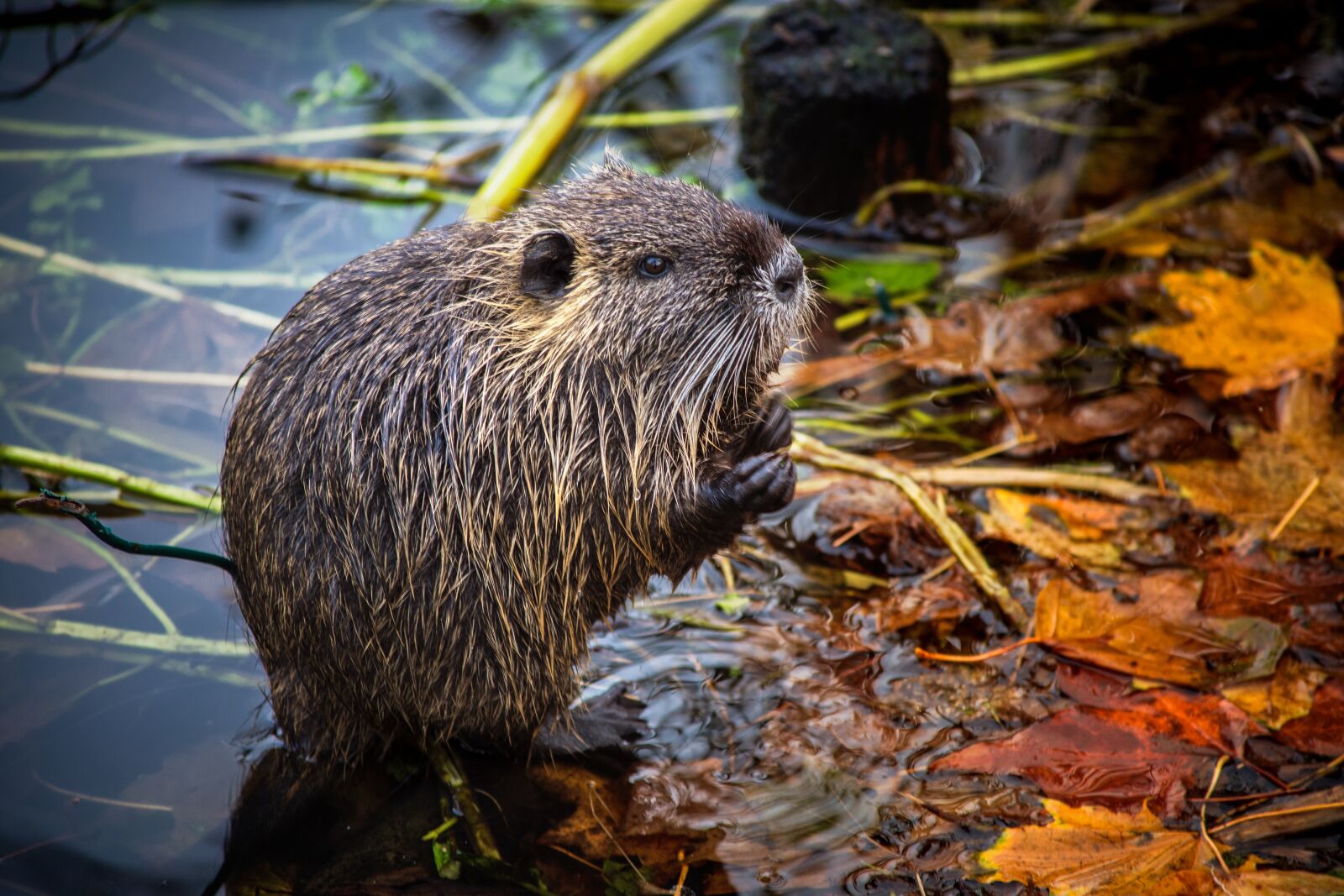Nikon D7200 sample photo. Nutria, lake, rodent photography