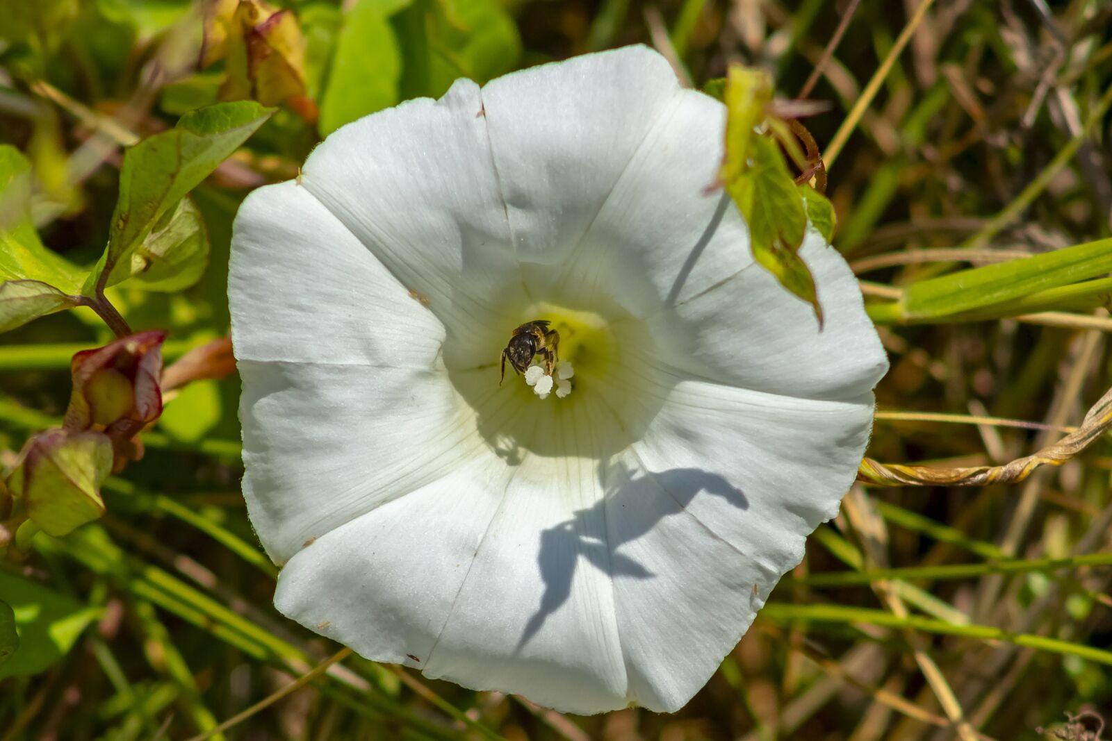 Canon EF75-300mm f/4-5.6 sample photo. Wildflower, foly f photography