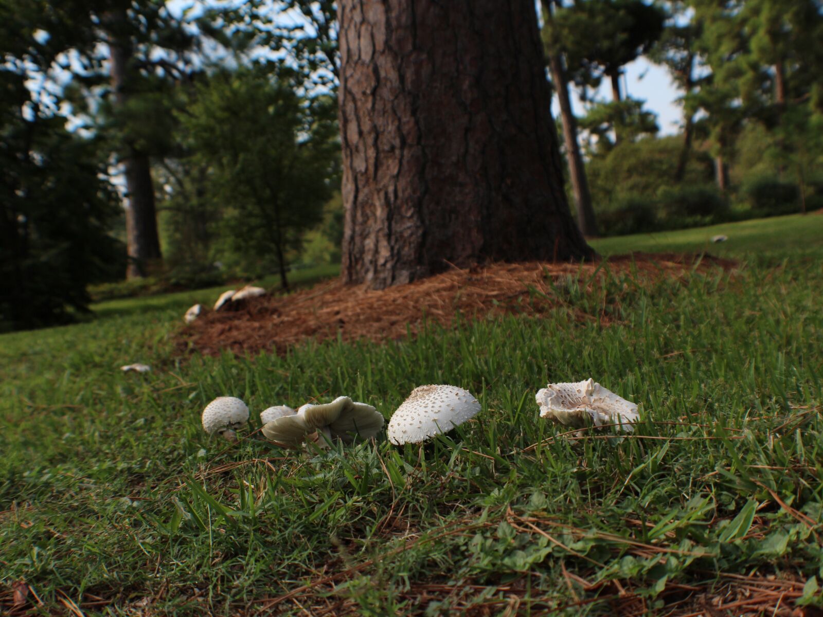 Canon EOS 650D (EOS Rebel T4i / EOS Kiss X6i) sample photo. Mushroom, fungus, plant photography