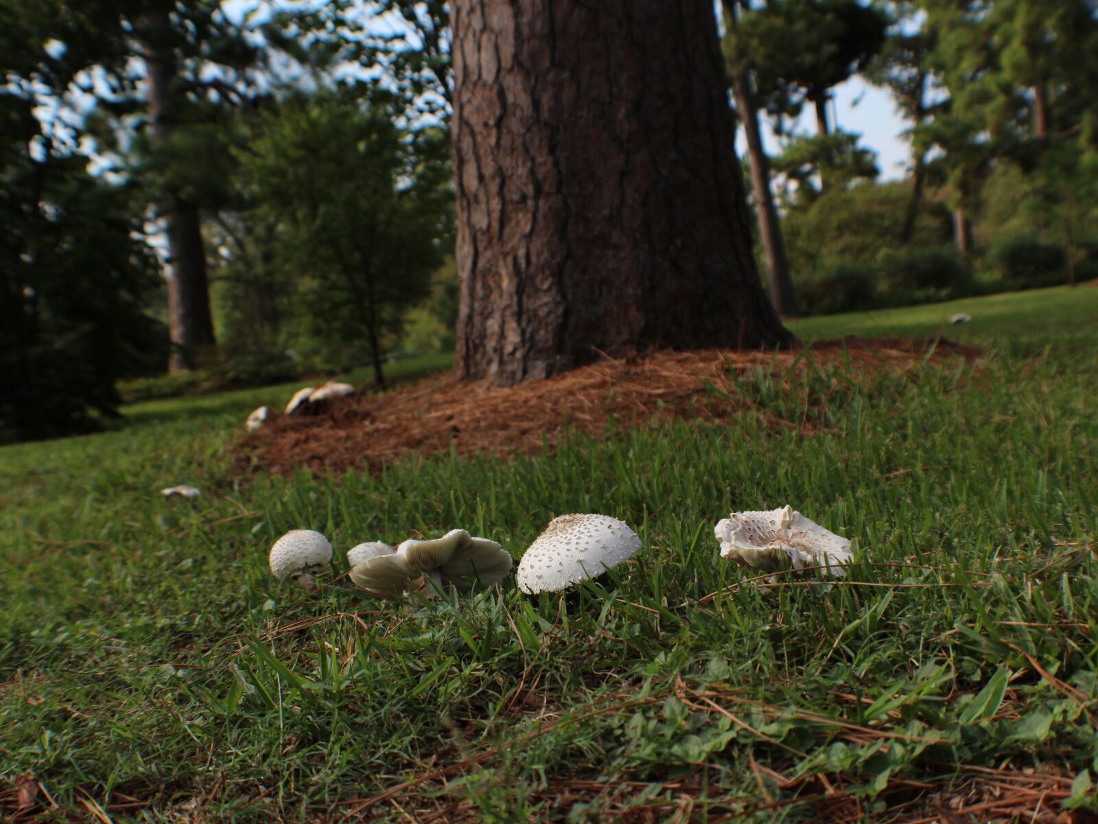 Canon EOS 650D (EOS Rebel T4i / EOS Kiss X6i) + Canon EF-S 18-55mm F3.5-5.6 IS II sample photo. Mushroom, fungus, plant photography