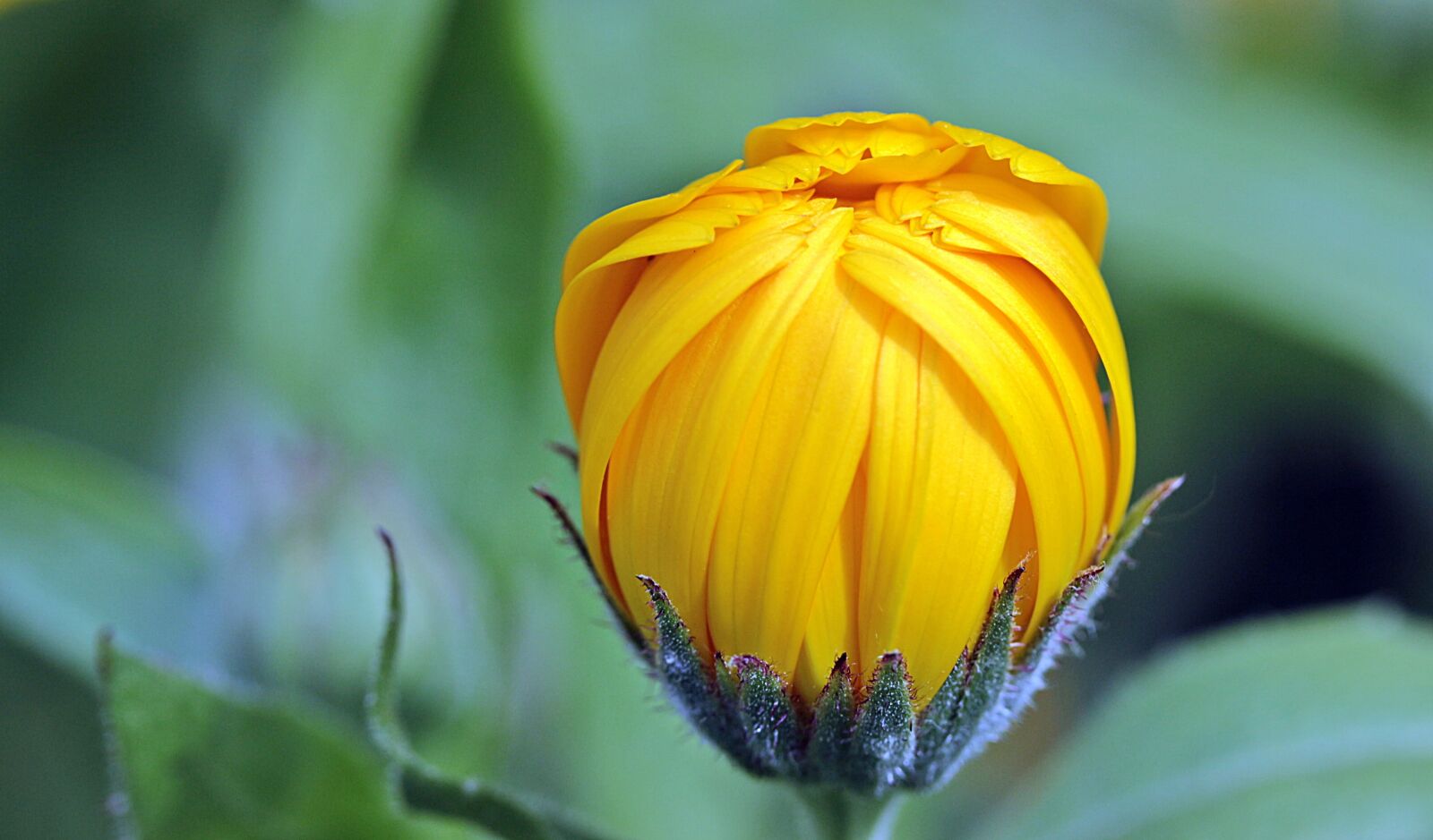 Canon EOS 650D (EOS Rebel T4i / EOS Kiss X6i) sample photo. Marigold, calendula, bud photography